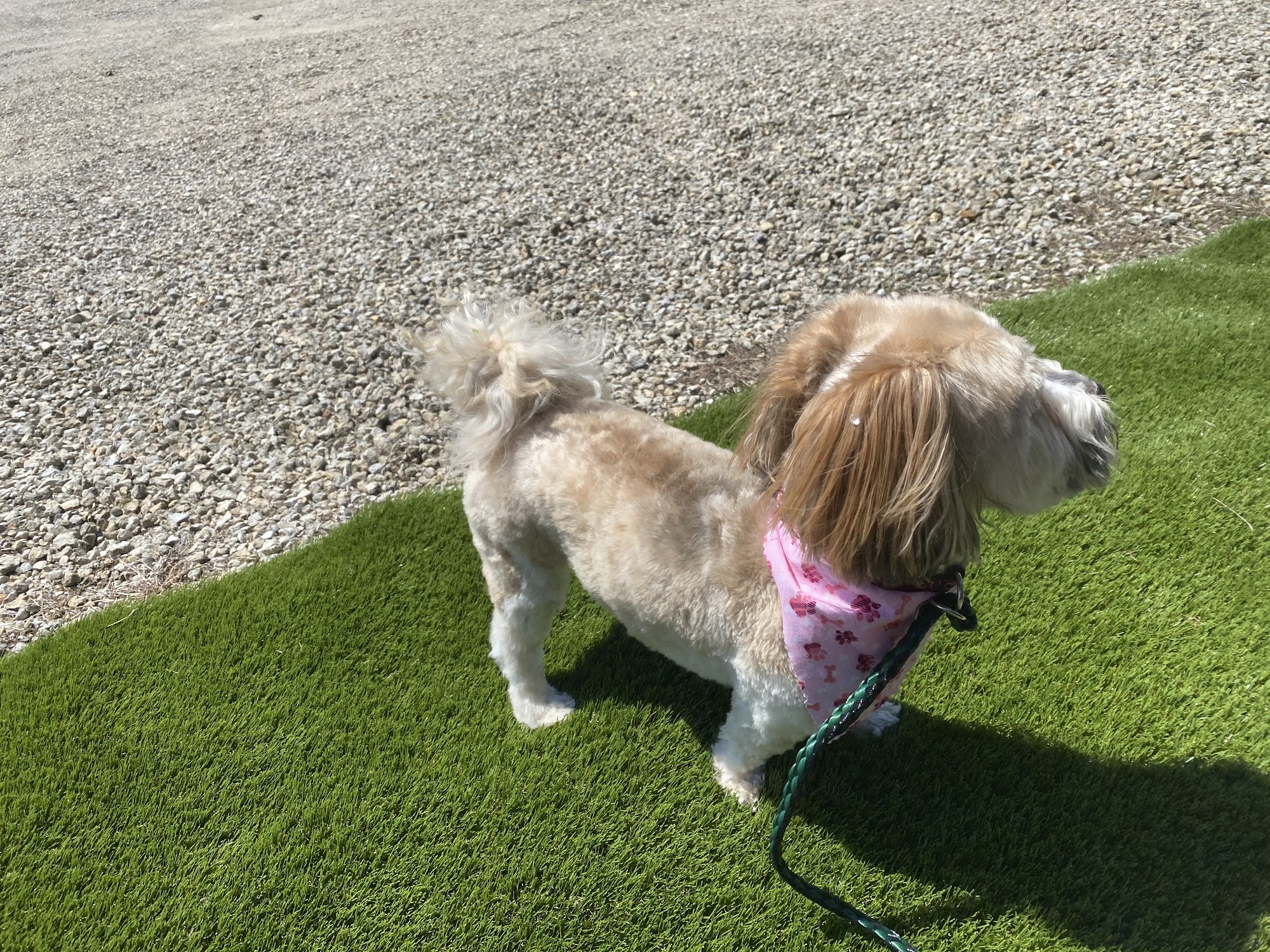 Wiggles and Wags Countryside Grooming CRESCO Iowa Cresco