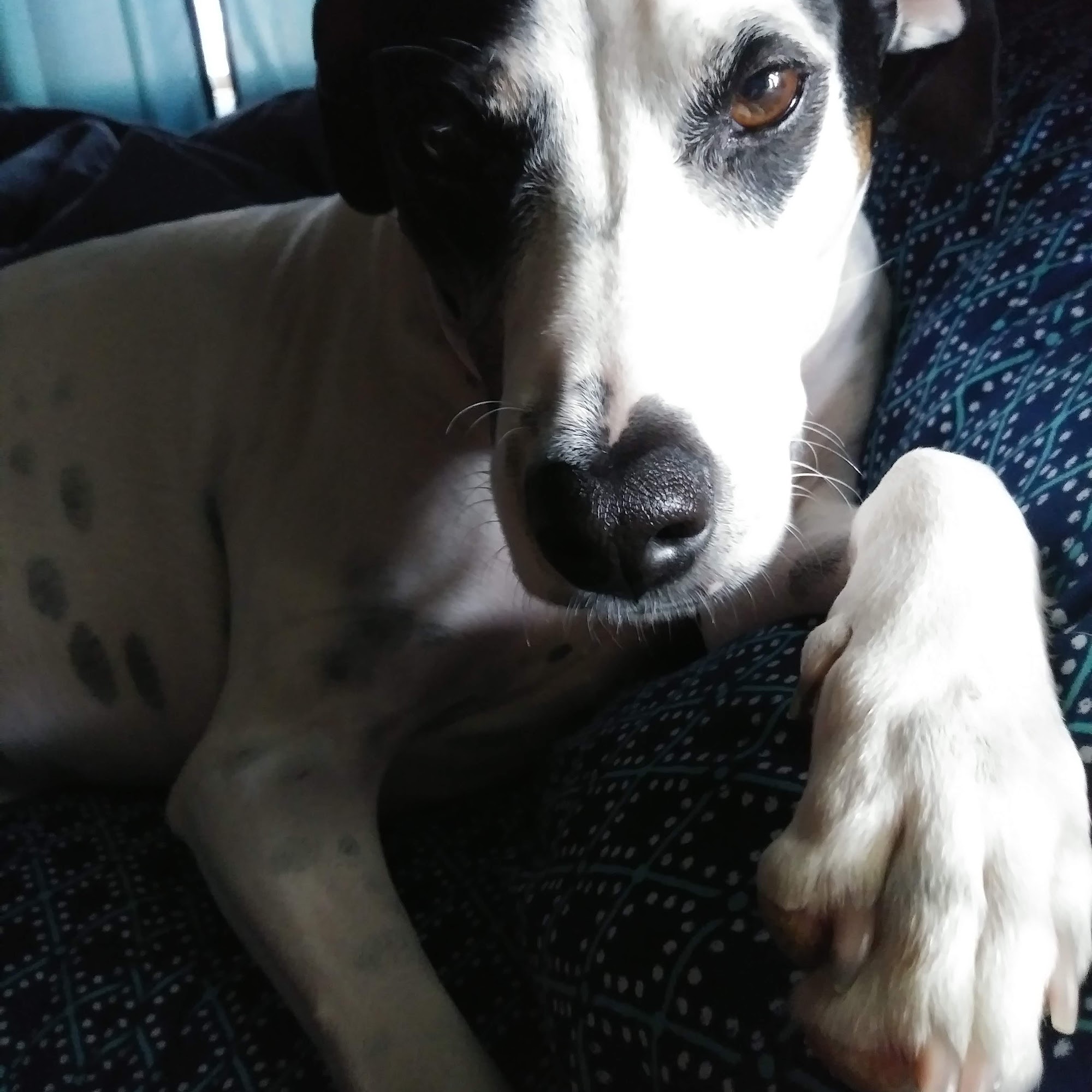 Bell Animal Hospital Davenport