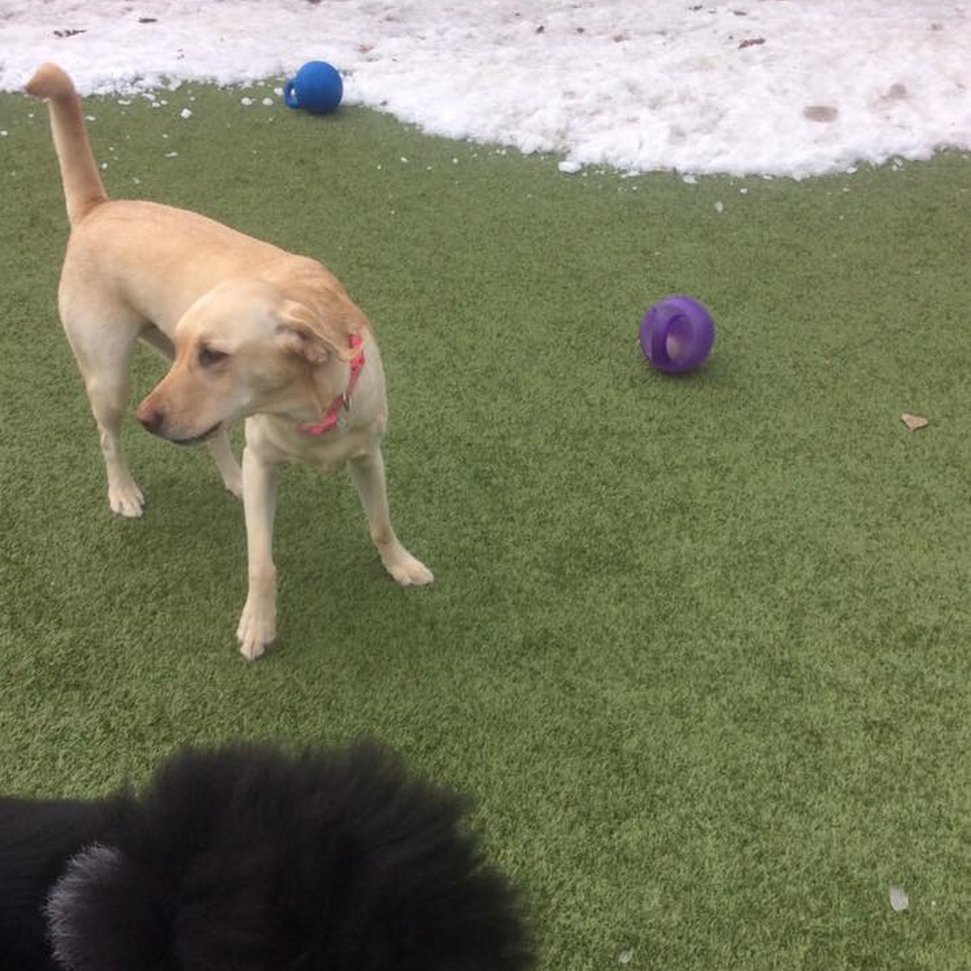 Animal Family Veterinary Care Center Davenport