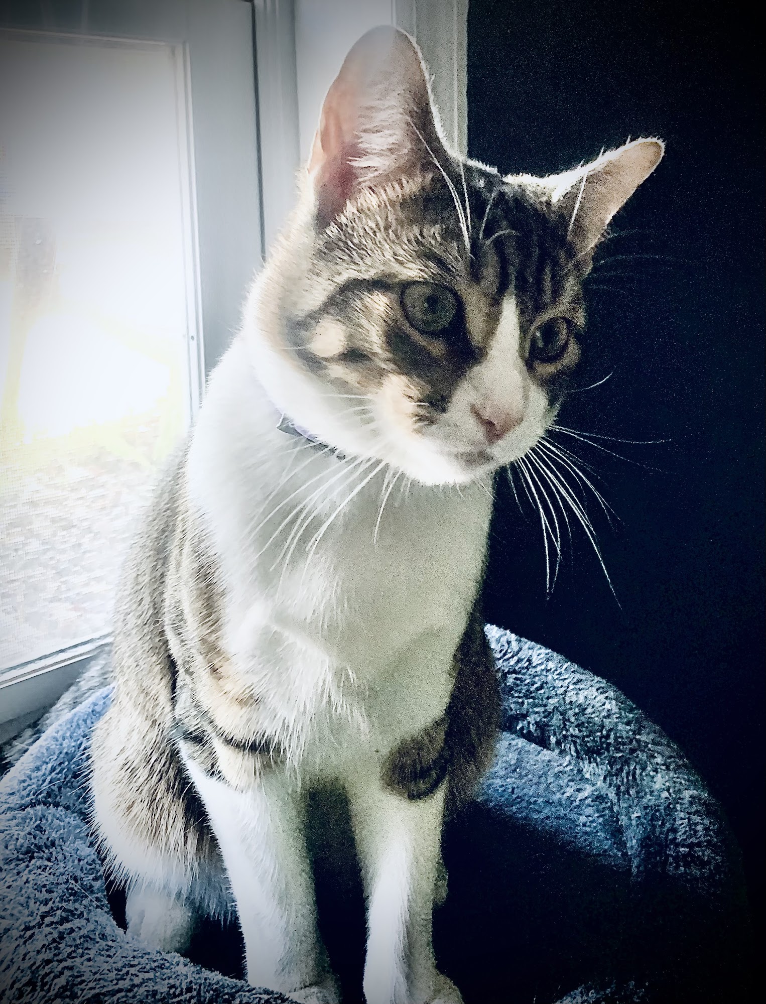 Kimberly Pines Veterinary Hospital Davenport