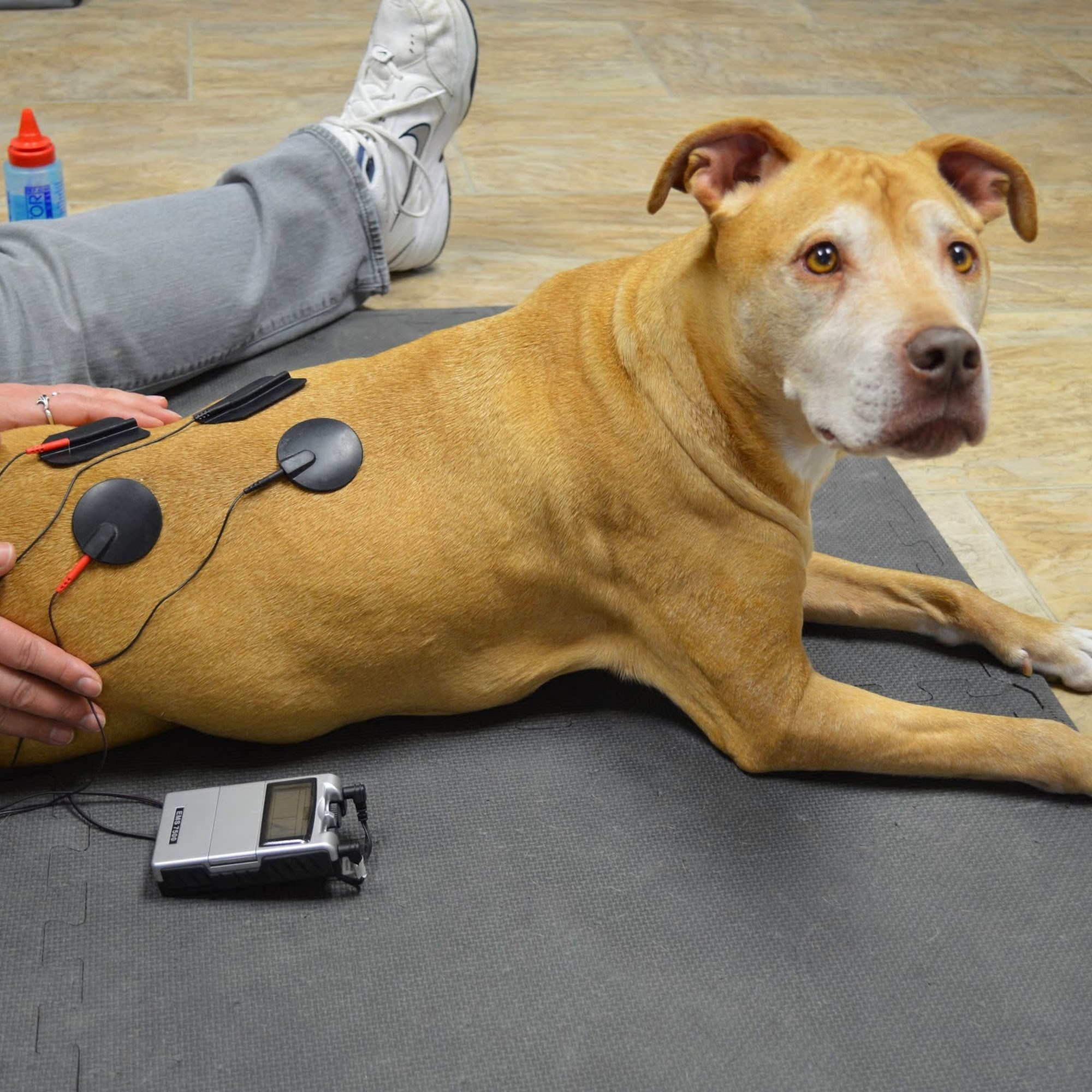 Another Way Veterinary Rehabilitation & Chiropractic Care Davenport