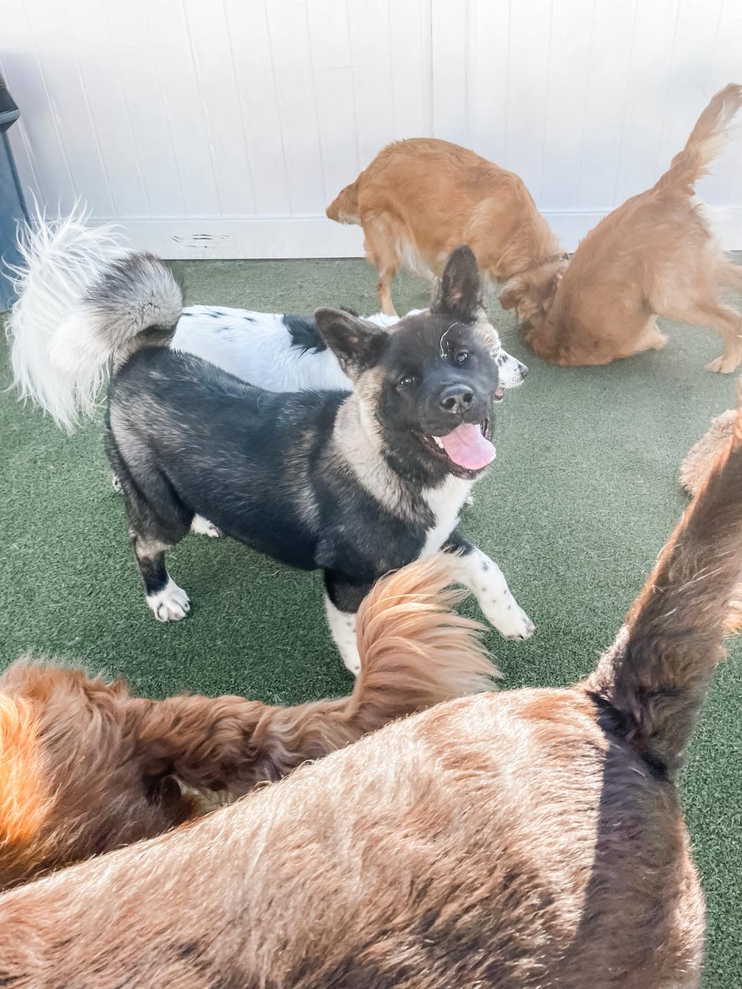 K9 Resorts Luxury Pet Hotel Quad Cities Davenport