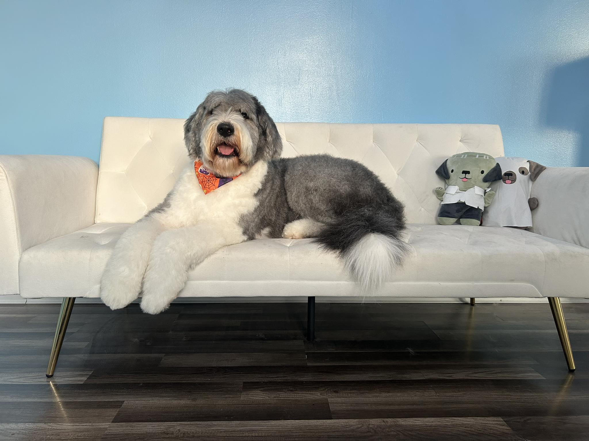 Shampoodled All Breed Pet Salon Davenport