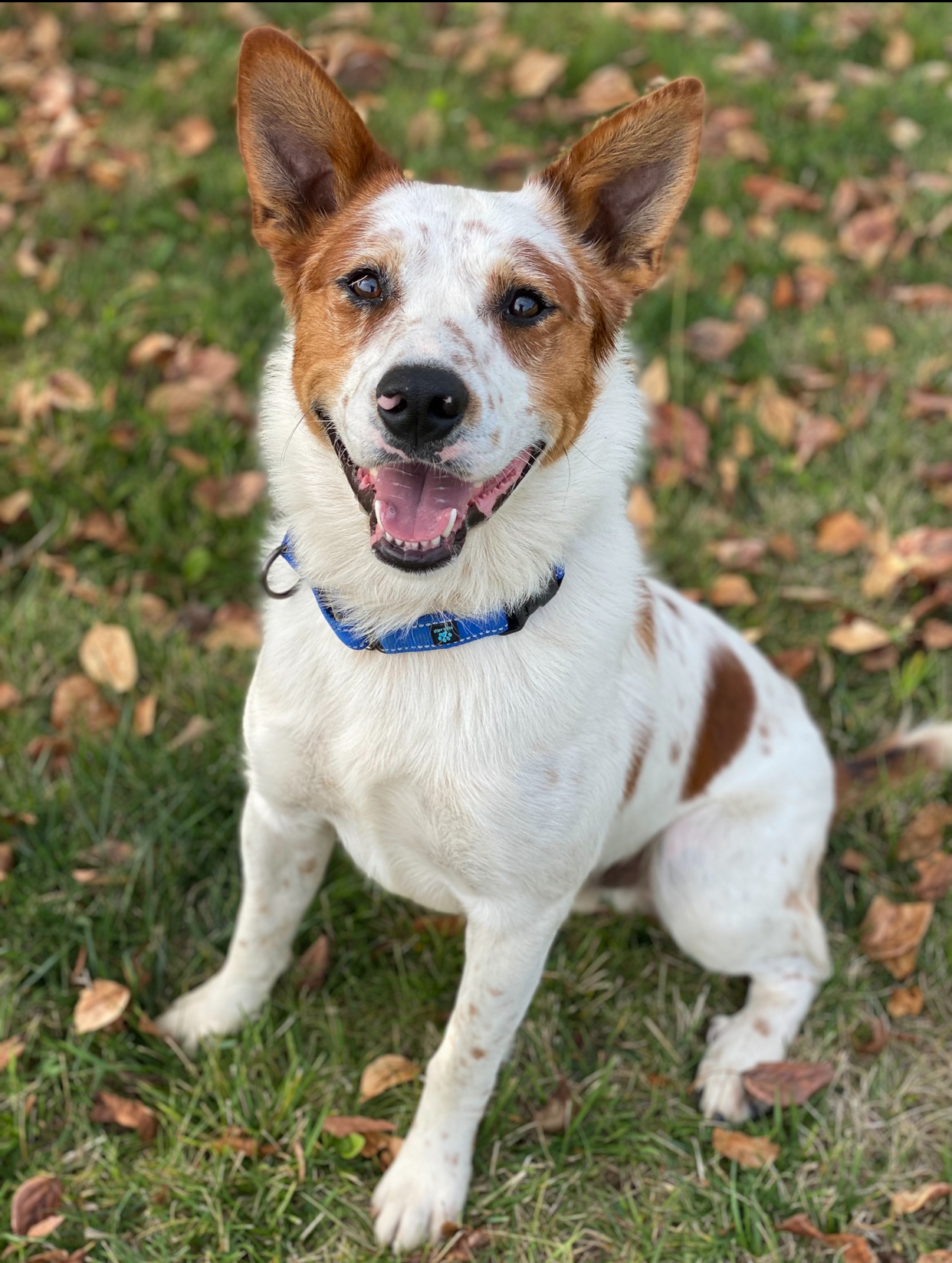 Humane Society of NE Iowa Decorah