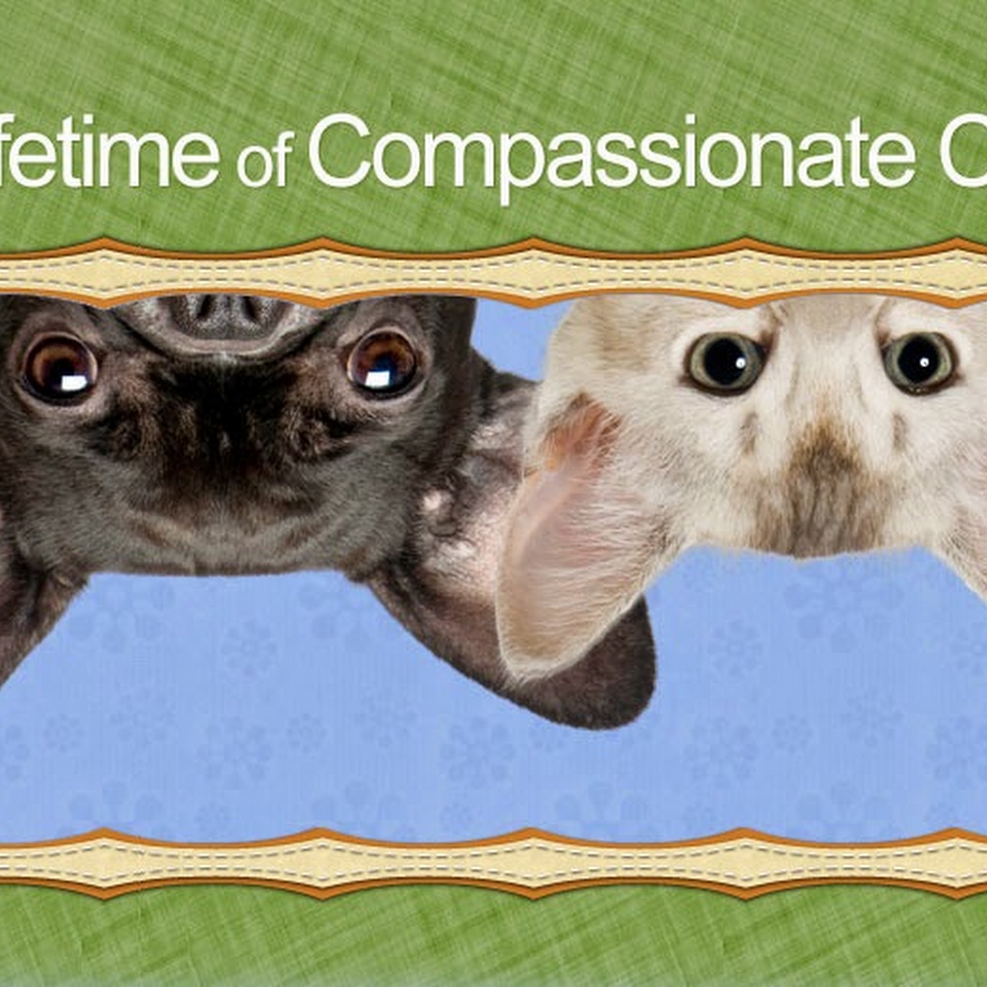 Ingersoll Animal Hospital Des Moines