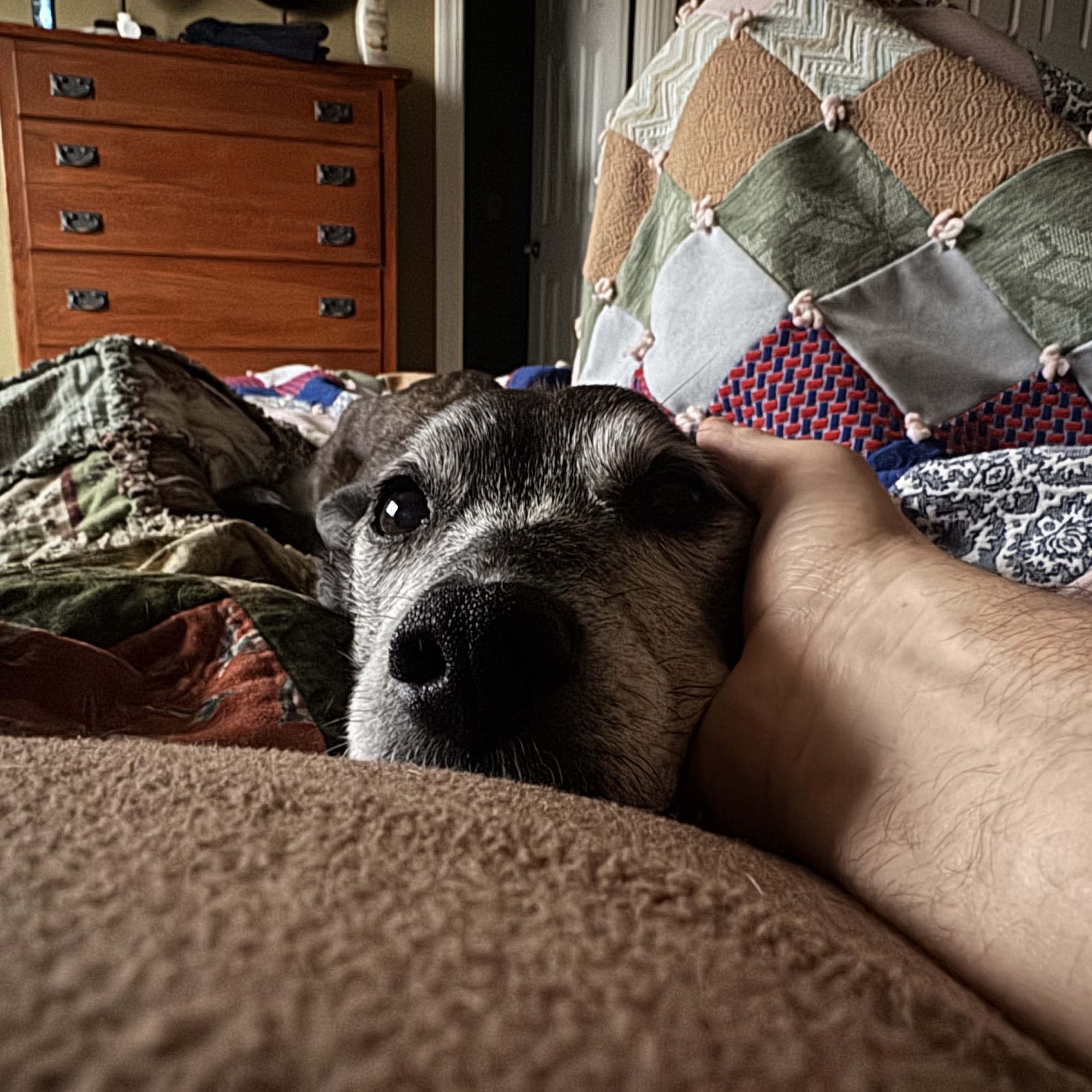 Starch Pet Hospital Des Moines