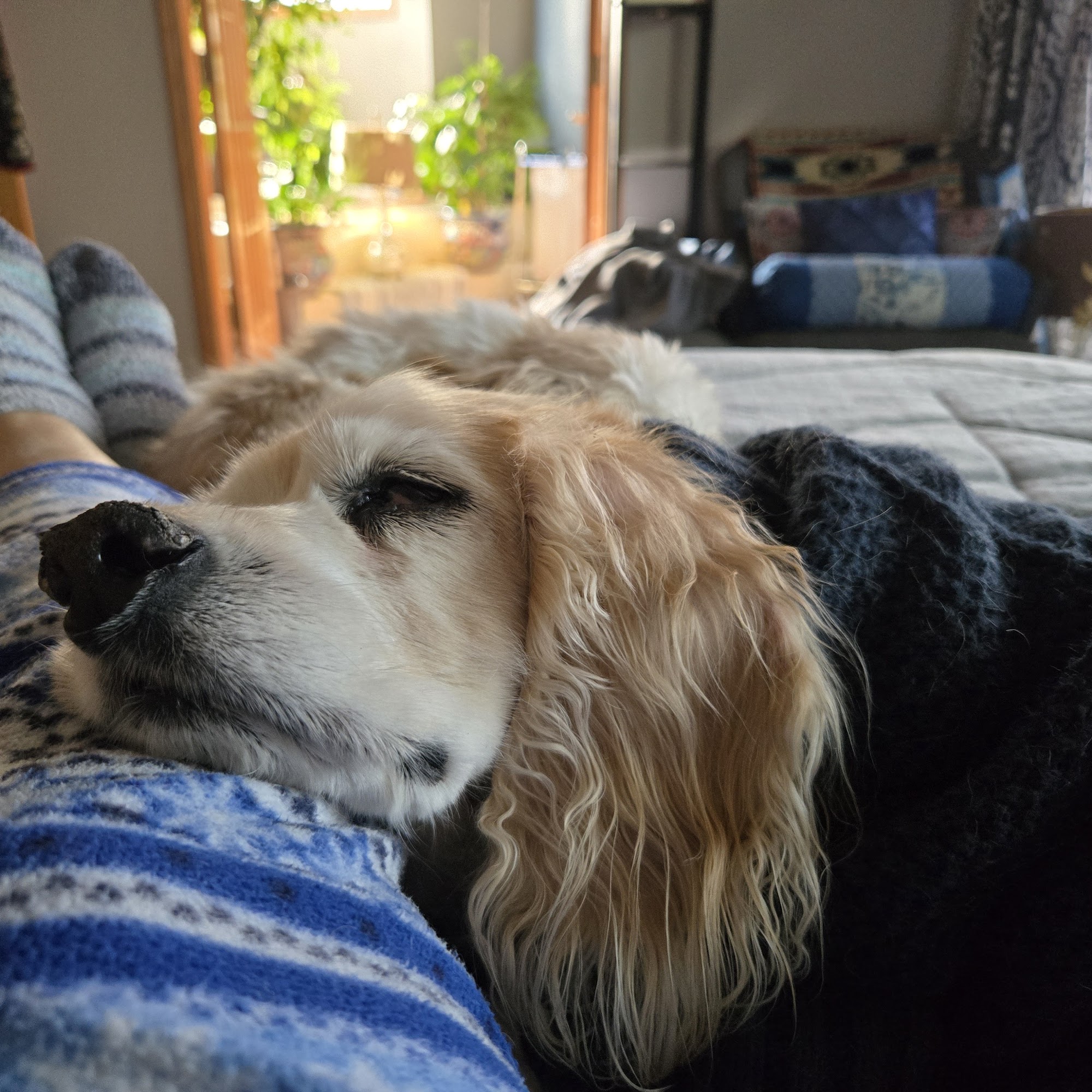 Iowa Veterinary Wellness Center Des Moines