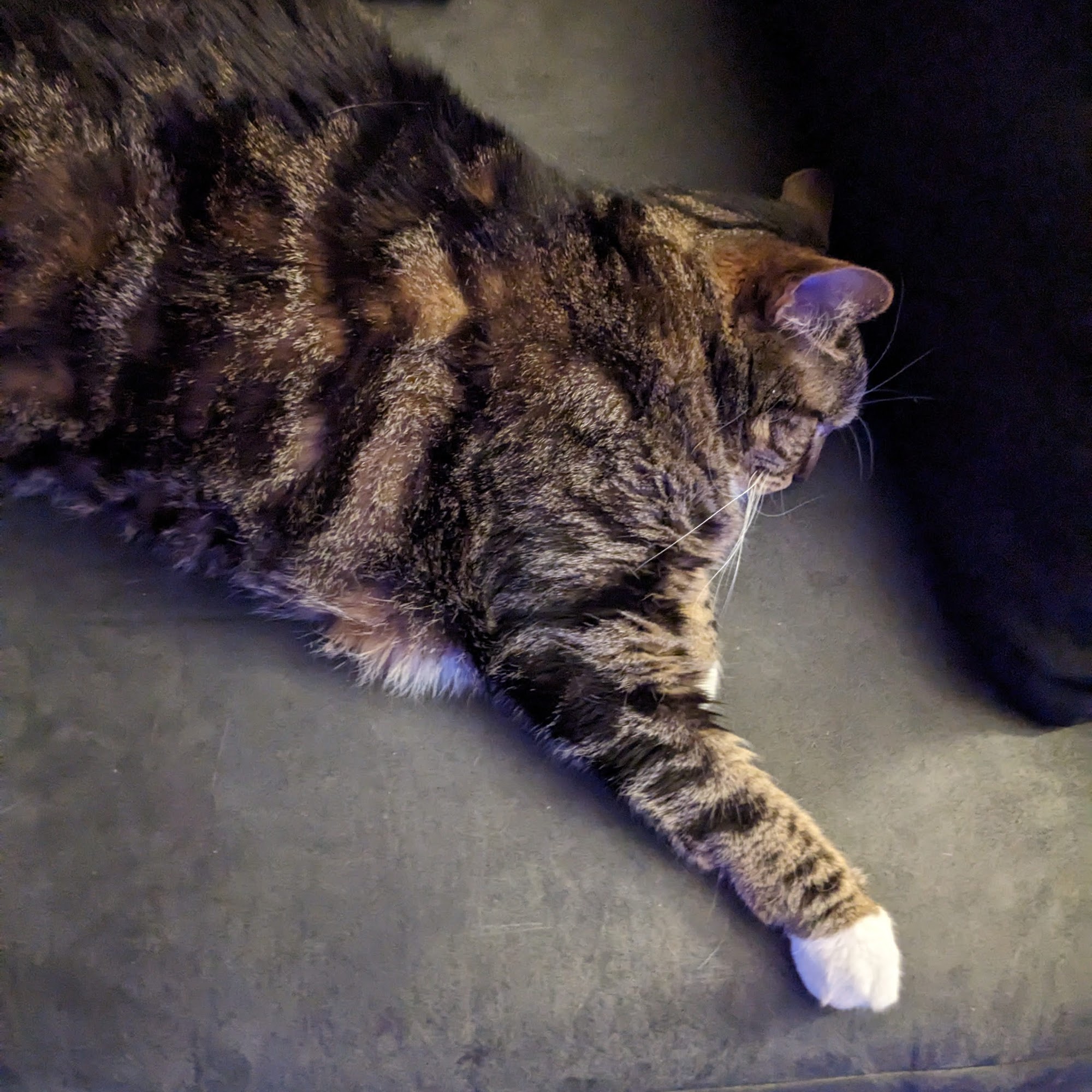 Mac Rae Park Animal Hospital Des Moines