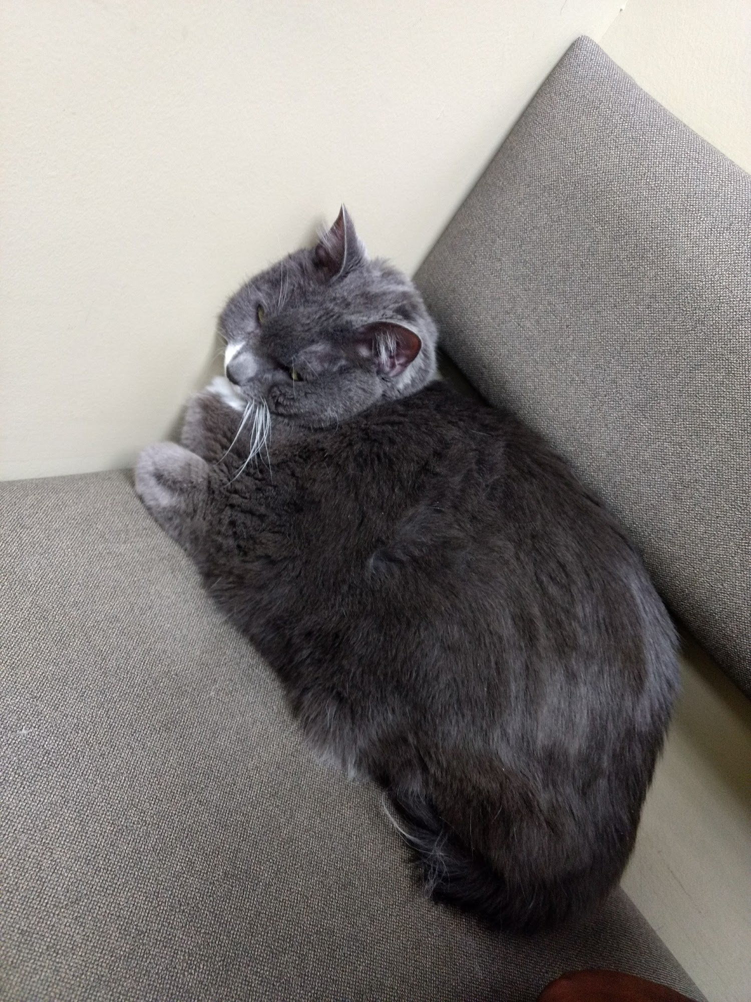 VCA Avondale Veterinary Hospital Des Moines