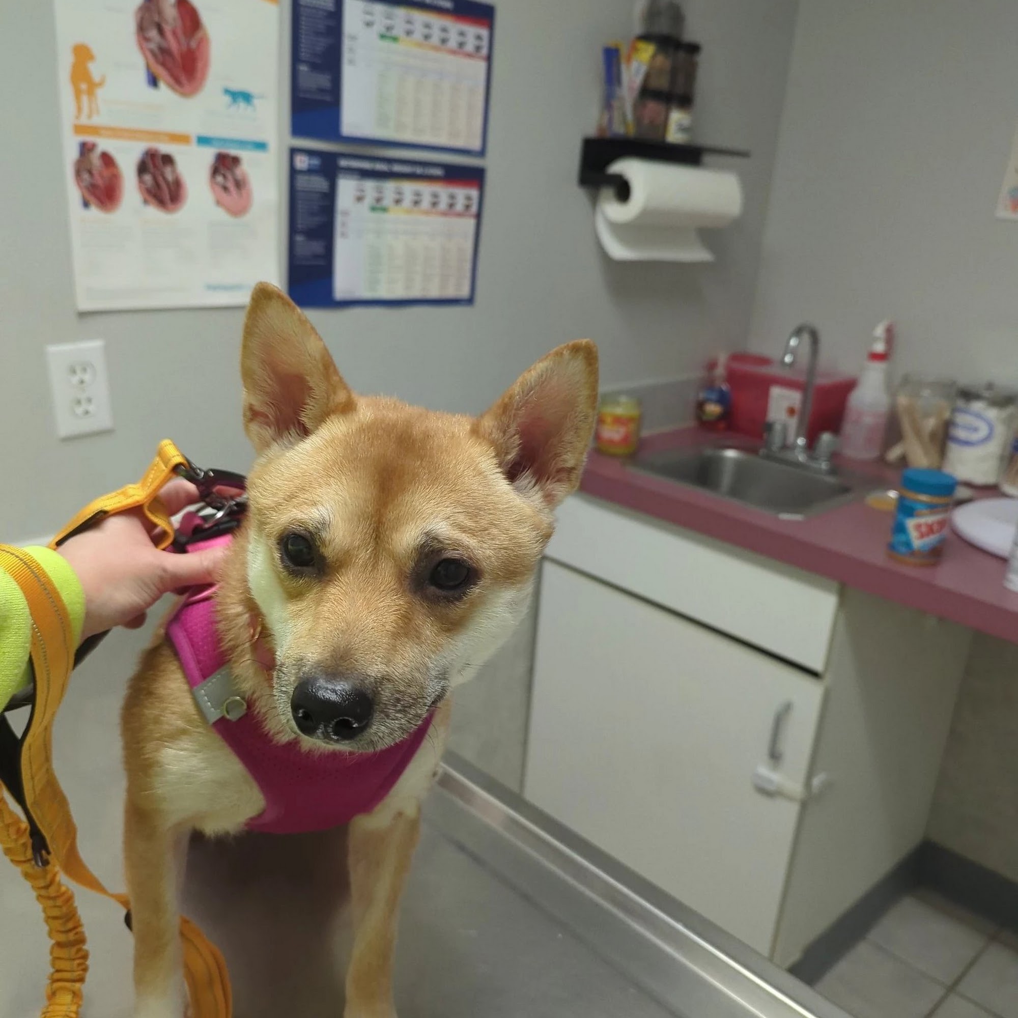 All-Pets Hospital Des Moines