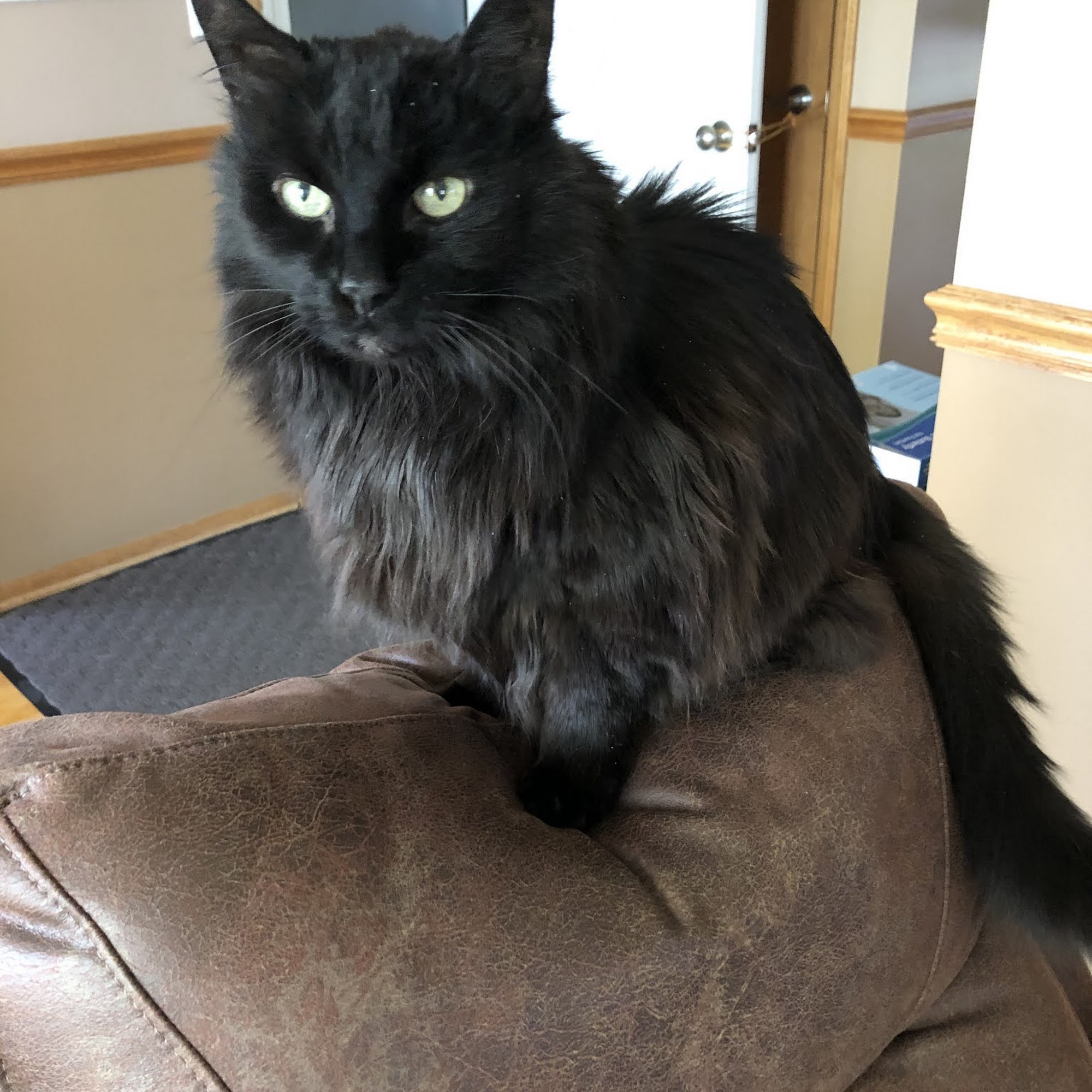 Eastown Animal Hospital Des Moines