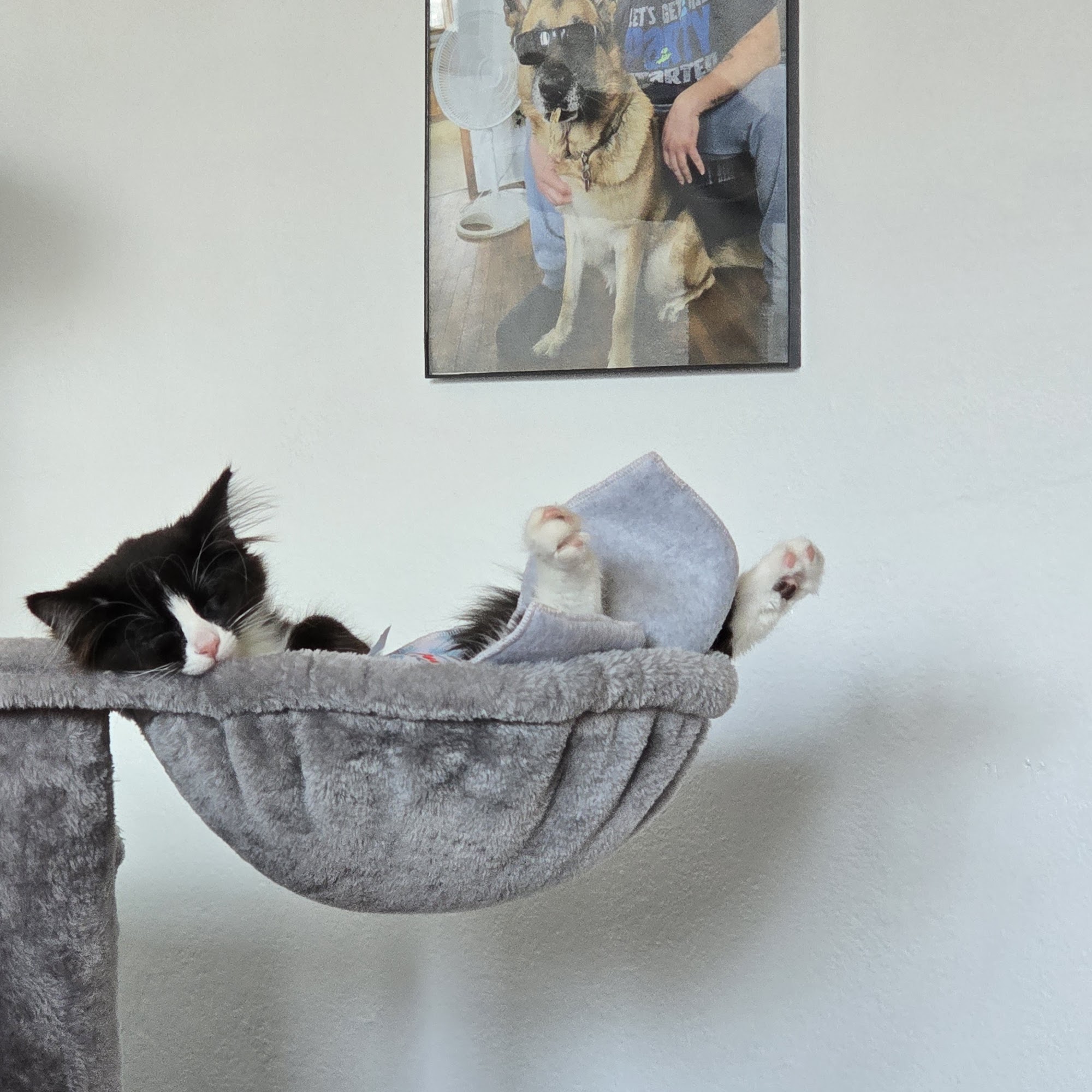 Animal Lifeline of Iowa Des Moines