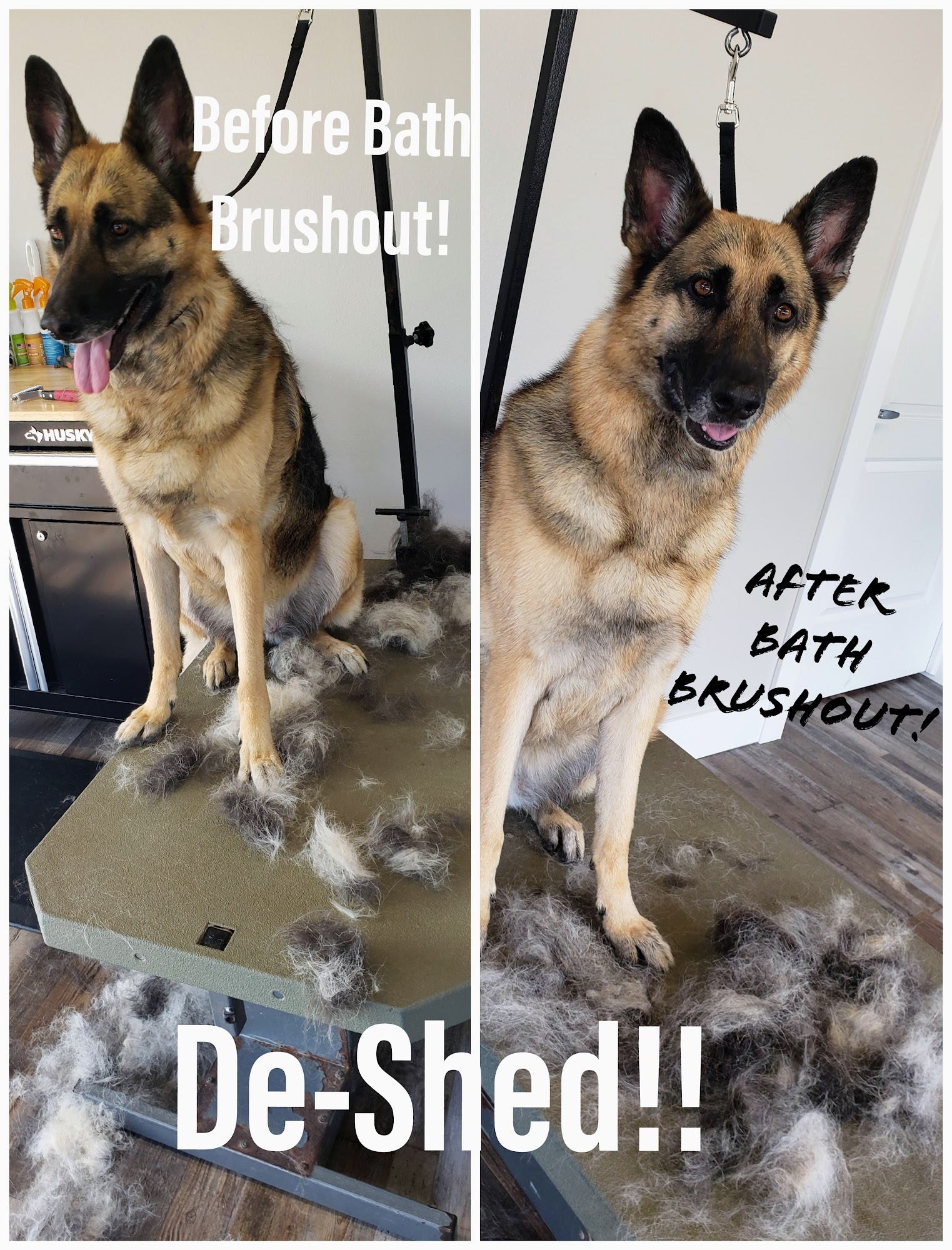 DogWorks LLC Des Moines