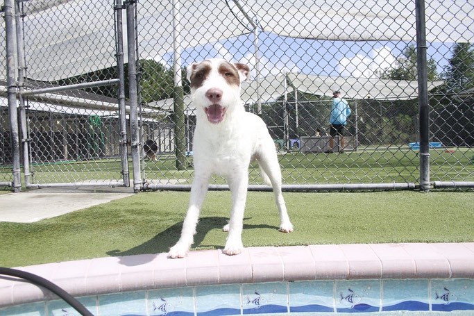 All Dogs Unleashed Dog Training Des Moines Des Moines