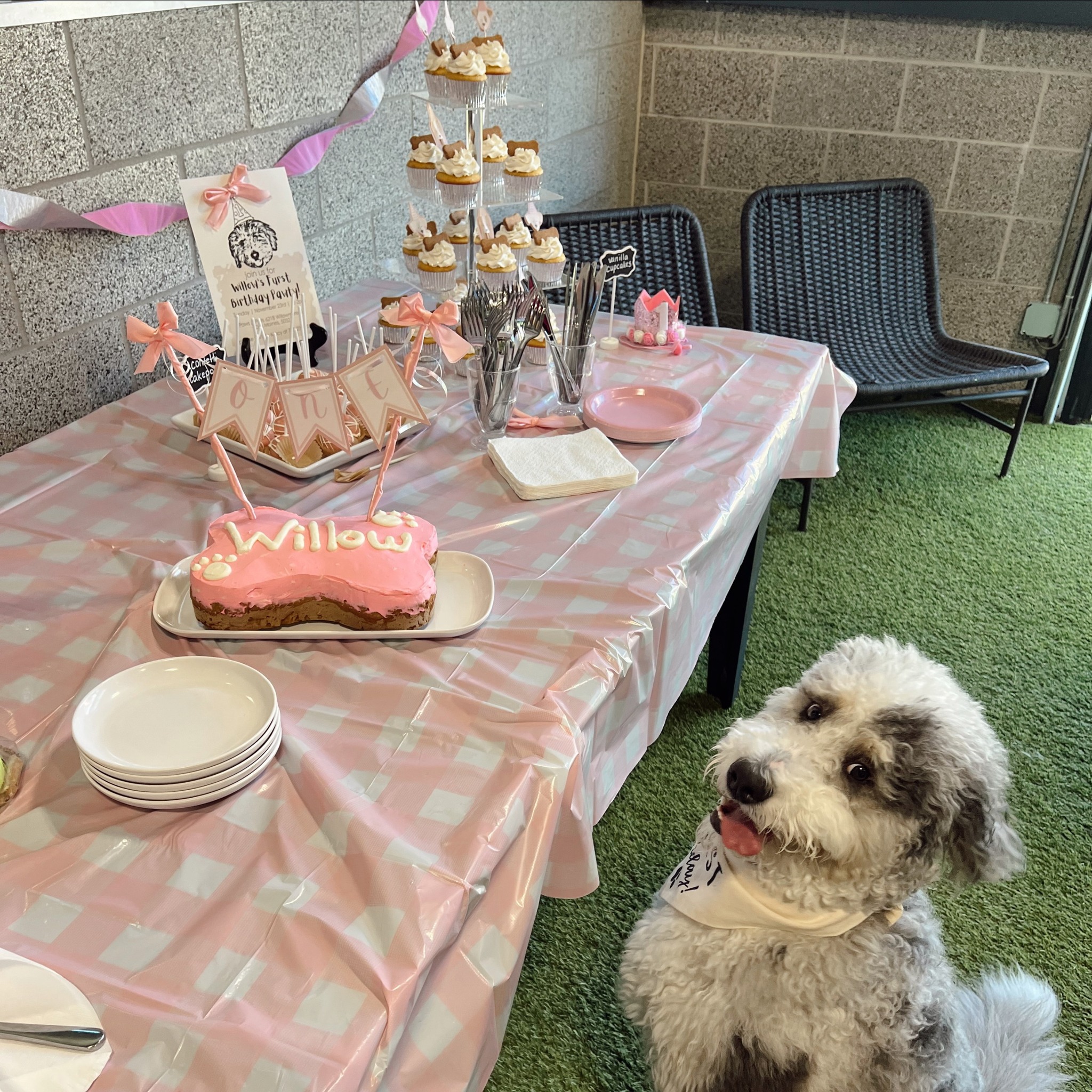 Paws & Pints Des Moines