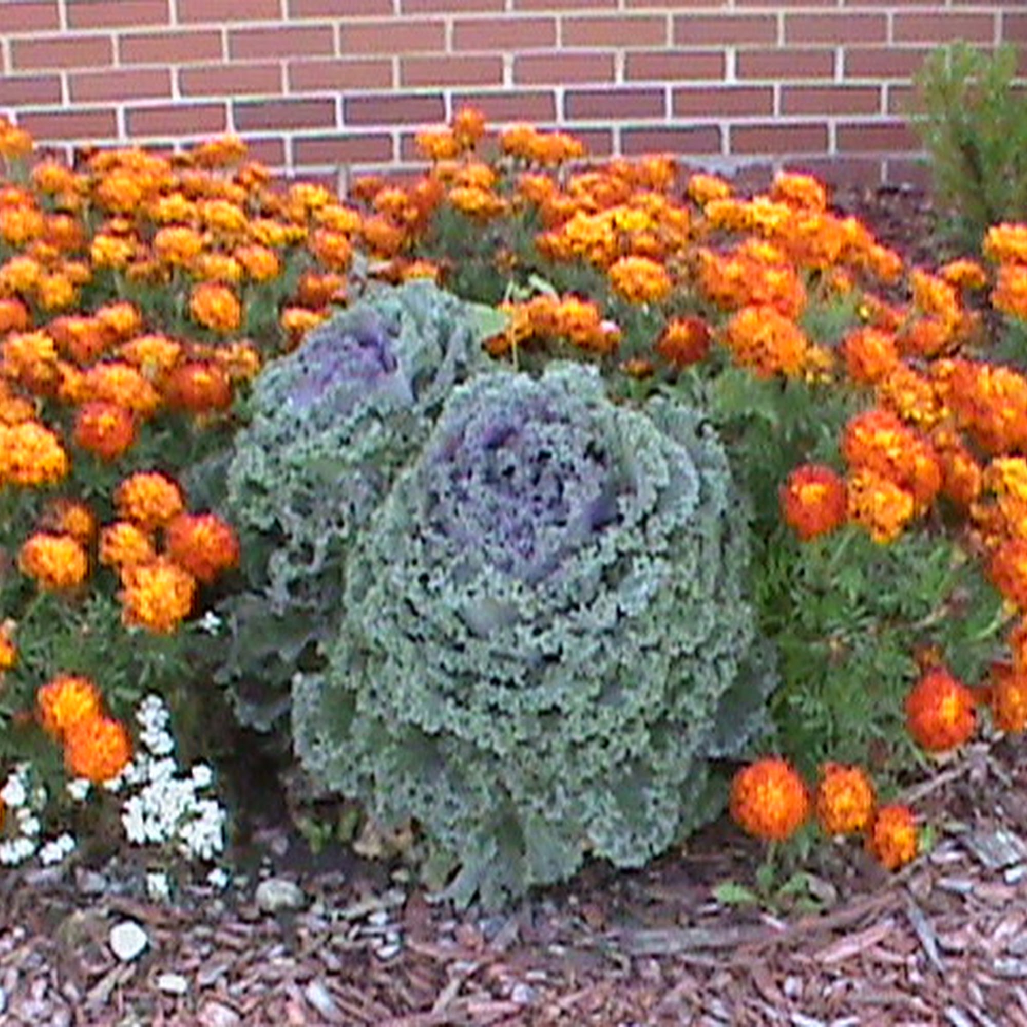 Cargill Inc Des Moines