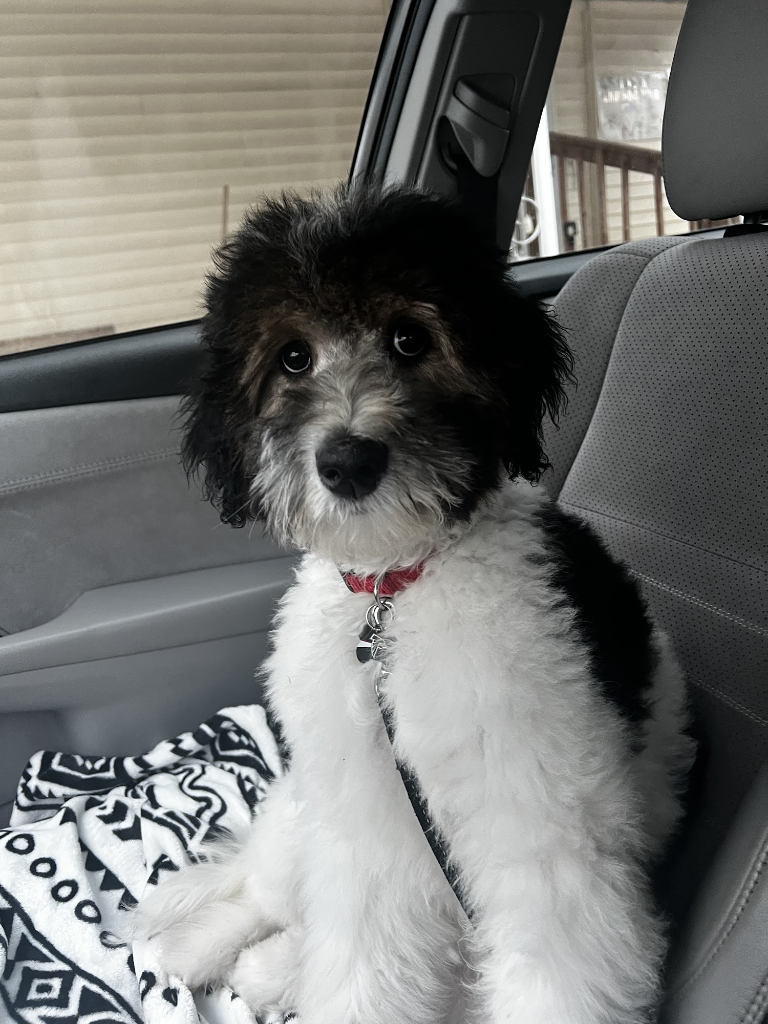 Be Jaze Animal Hospital DeWitt