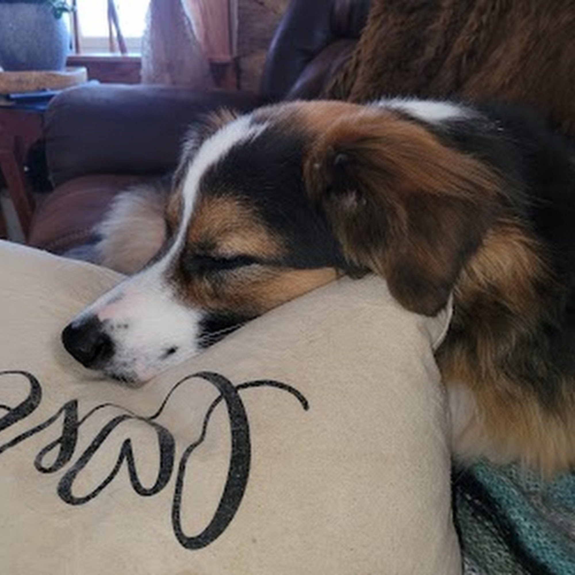 PetMed Animal Health Center Dubuque