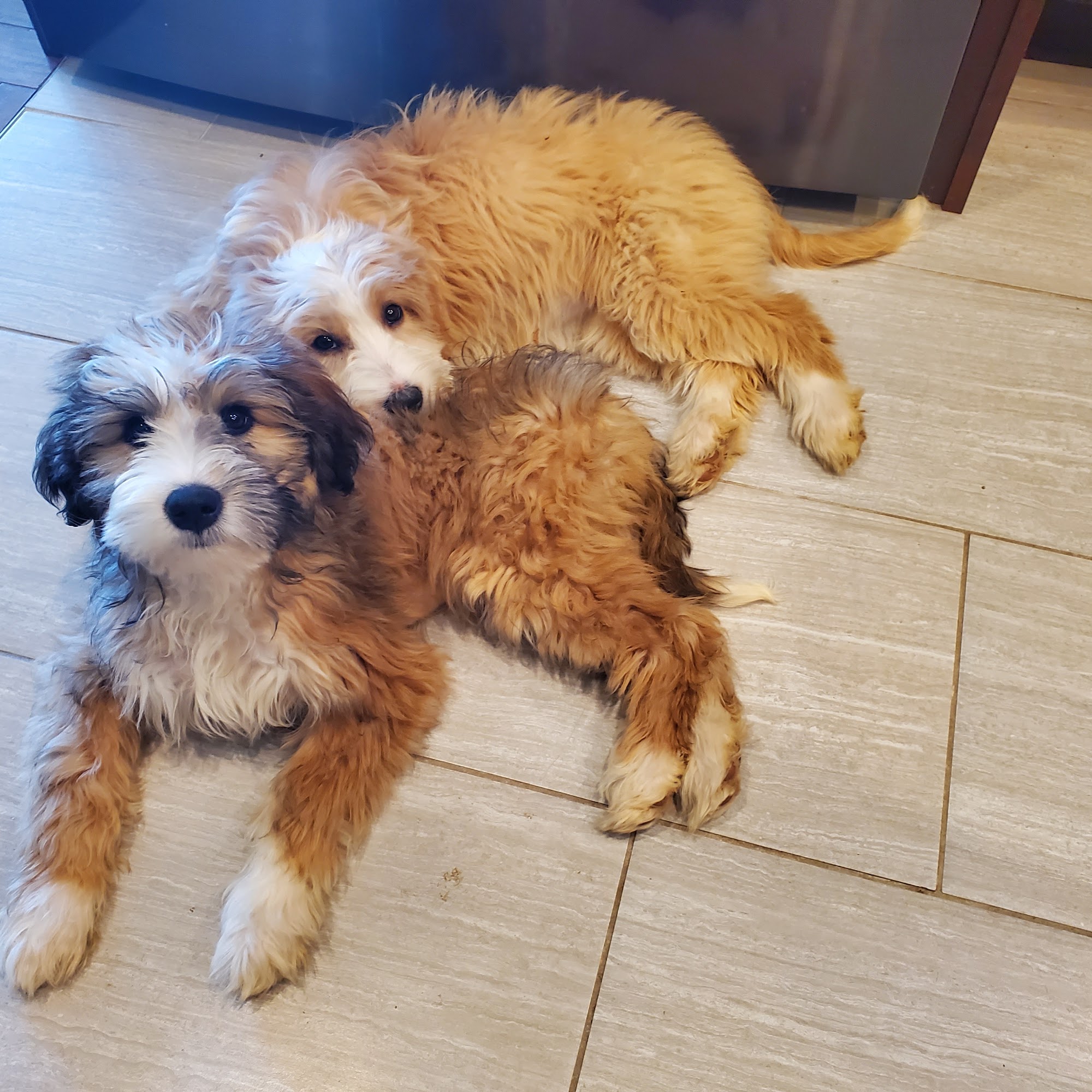 Neumeister Animal Hospital Dubuque