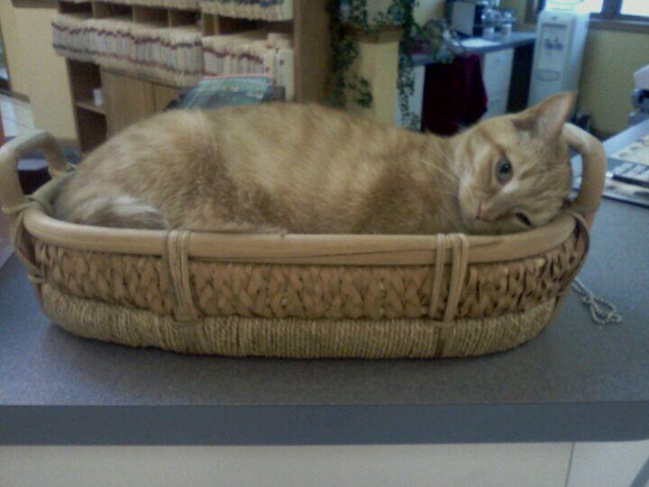 Adams Pet Hospital: Streif Eric DVM Dubuque