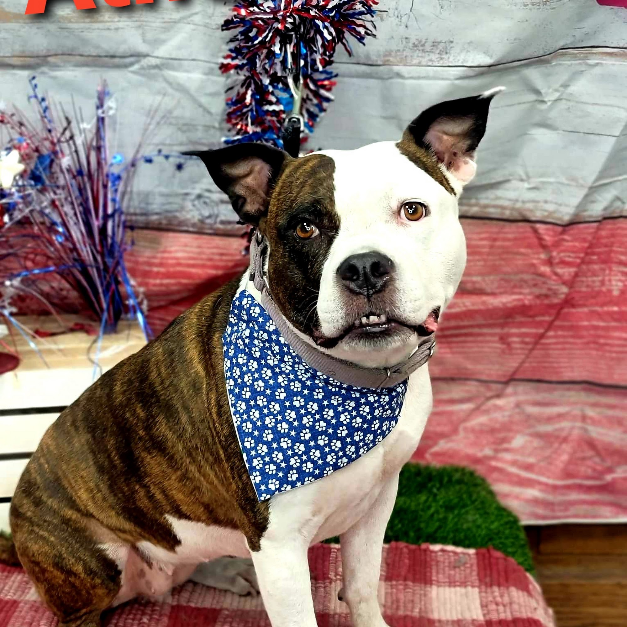 Wags 2 Wiggles Dubuque