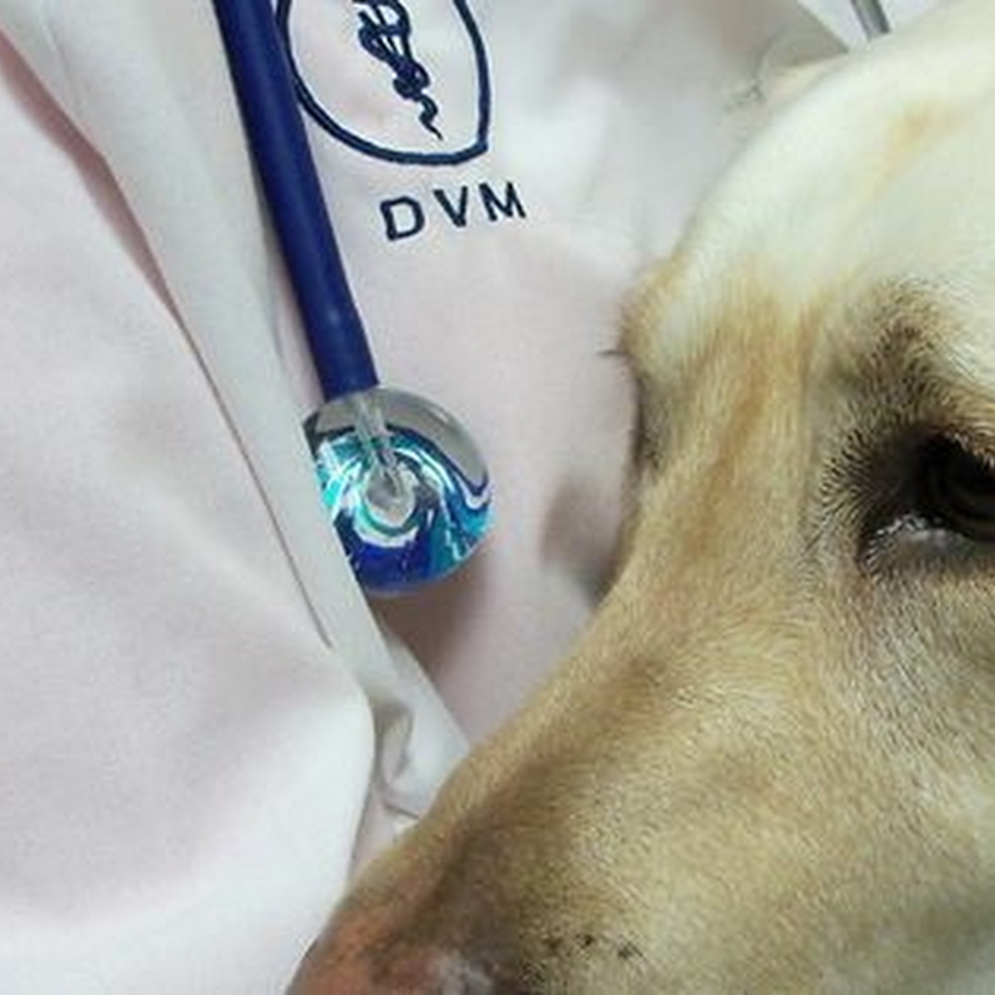 Scott County Animal Hospital Eldridge