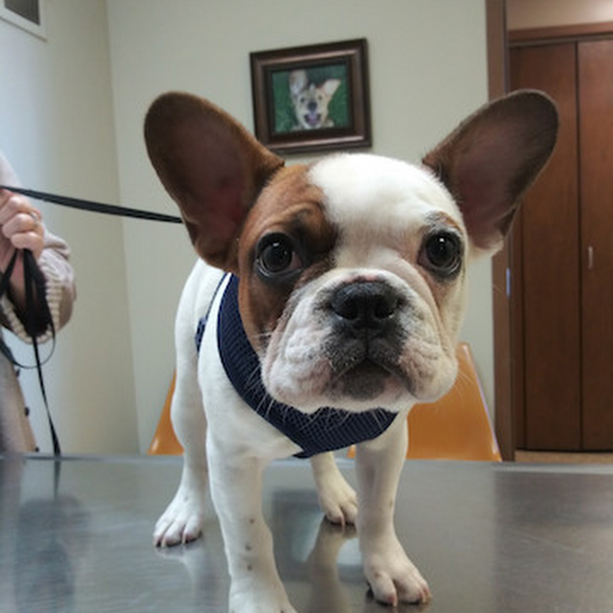 Eldridge Veterinary Clinic P.C. Eldridge