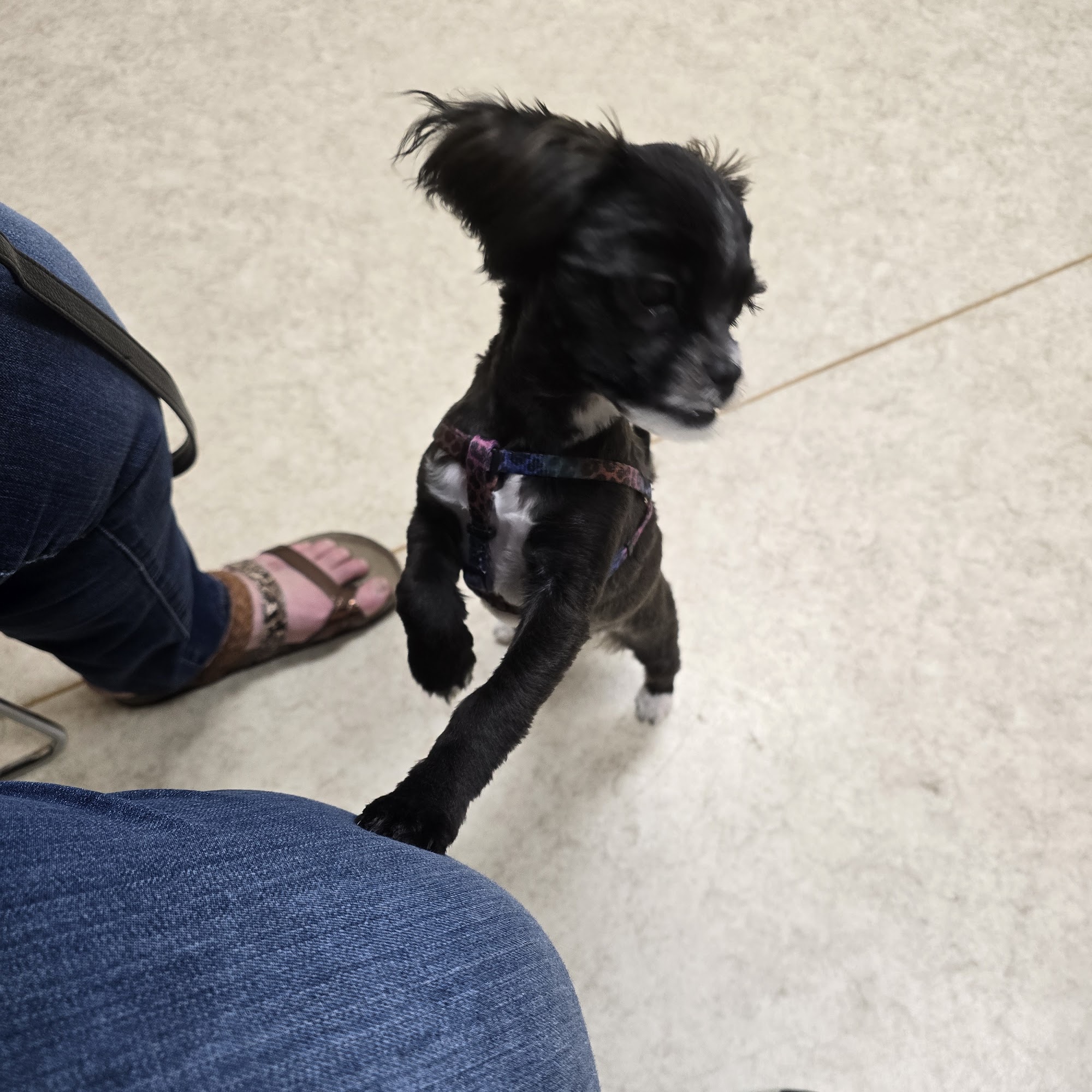 Risius Family Veterinary Service Eldridge