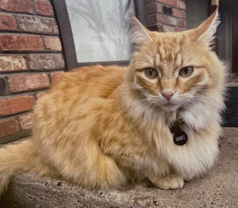 ParkView Pet Stylists Eldridge