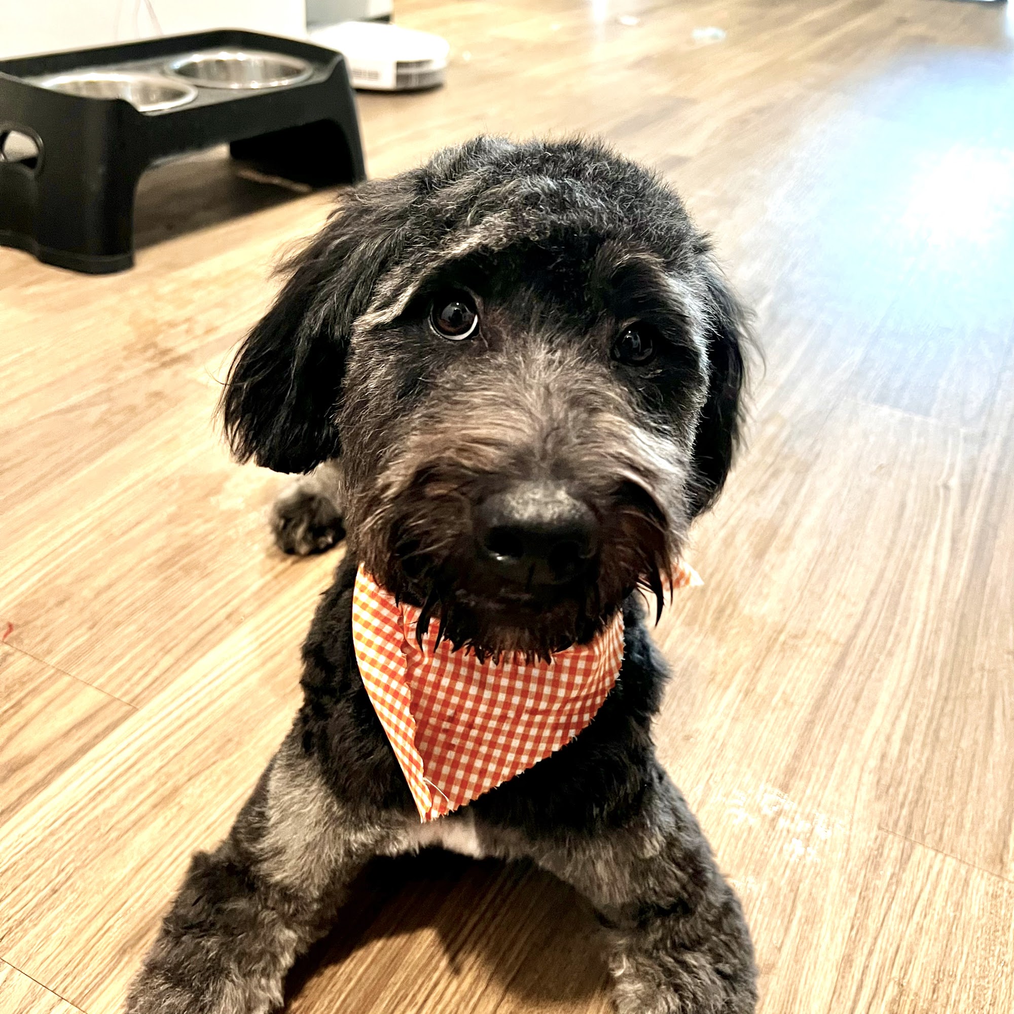 ParkView Pet Stylists Eldridge