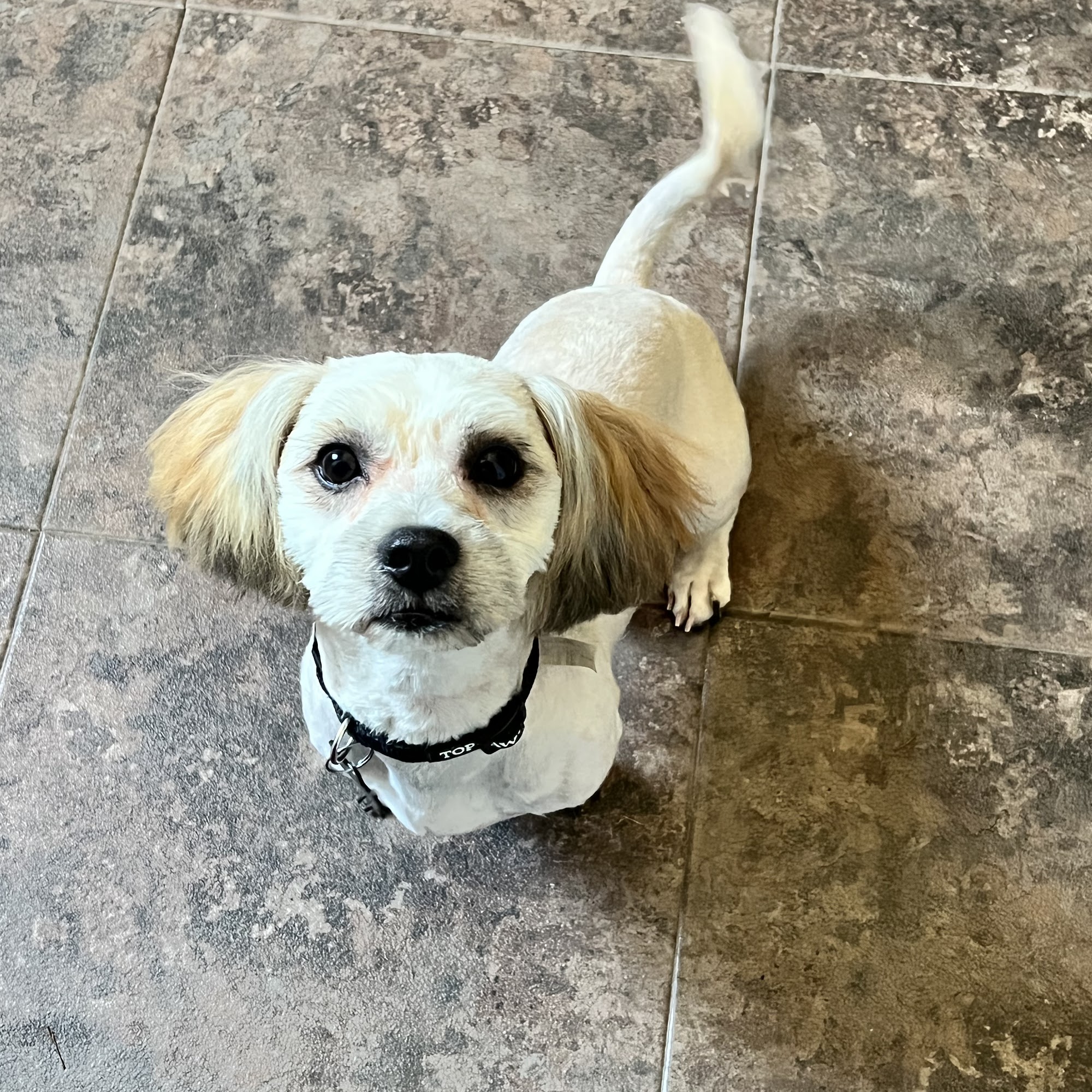 Glamorous Paws 4137 460th Ave, Emmetsburg Iowa 50536