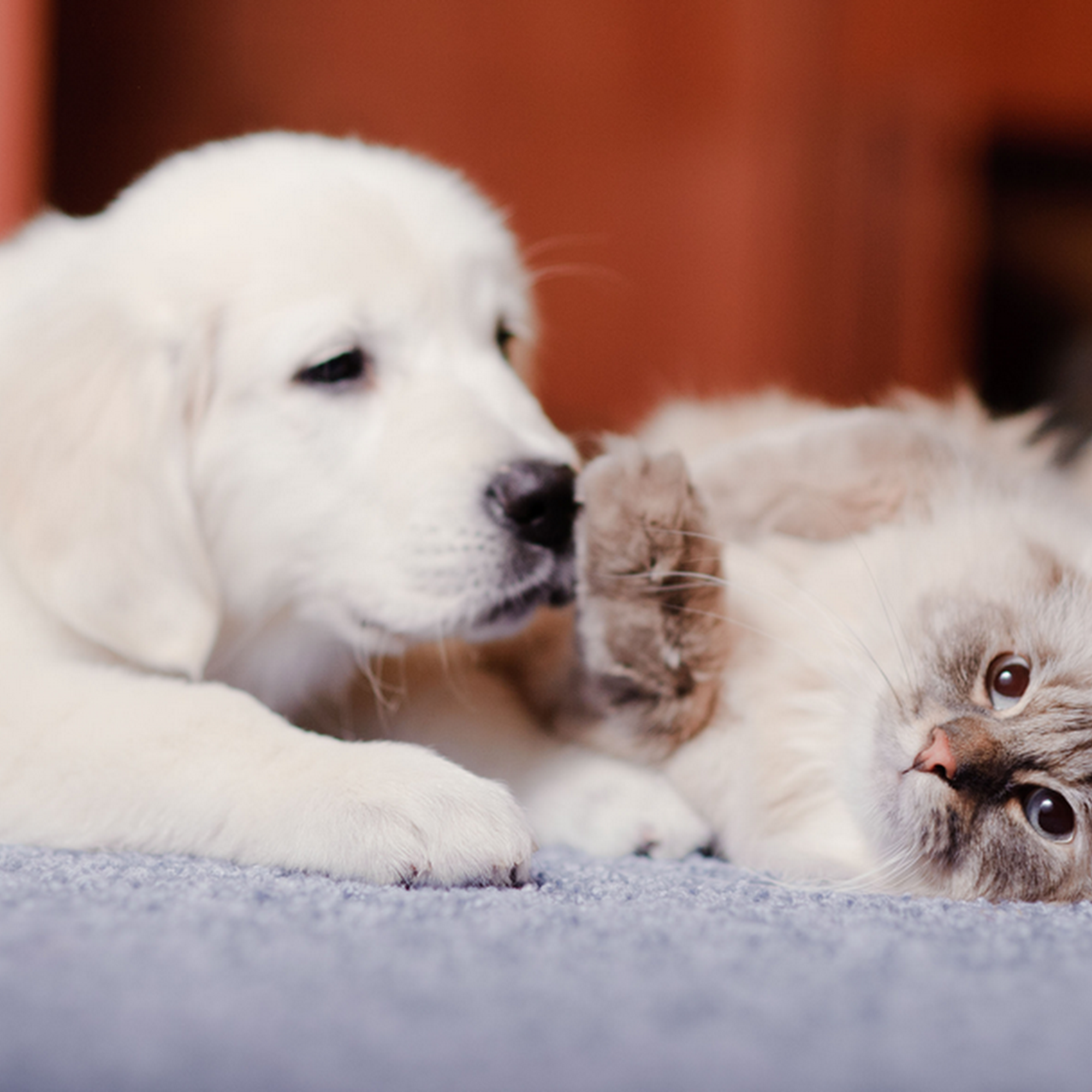 Estherville Veterinary Clinic Estherville