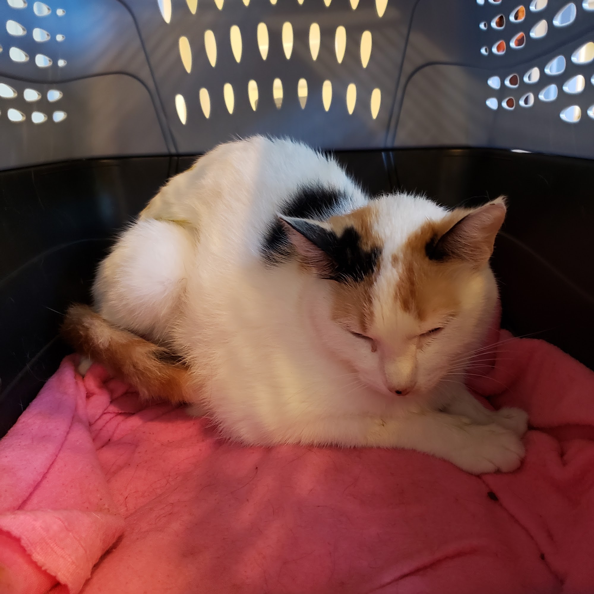 Fairfield Animal Hospital Fairfield