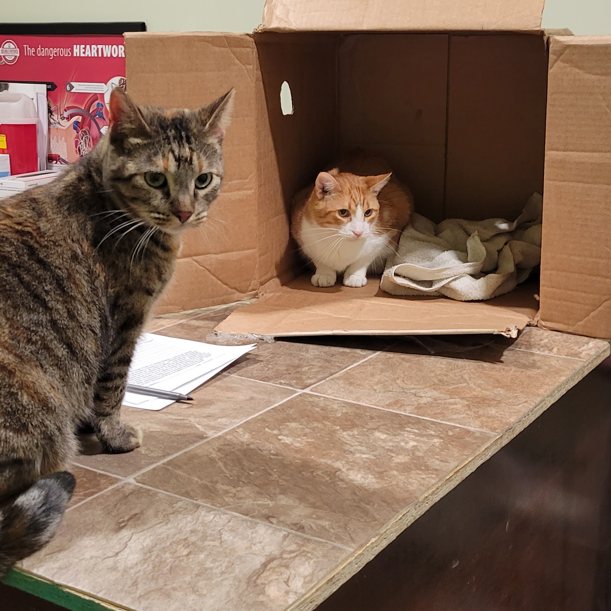 The Village Vet Fairfield