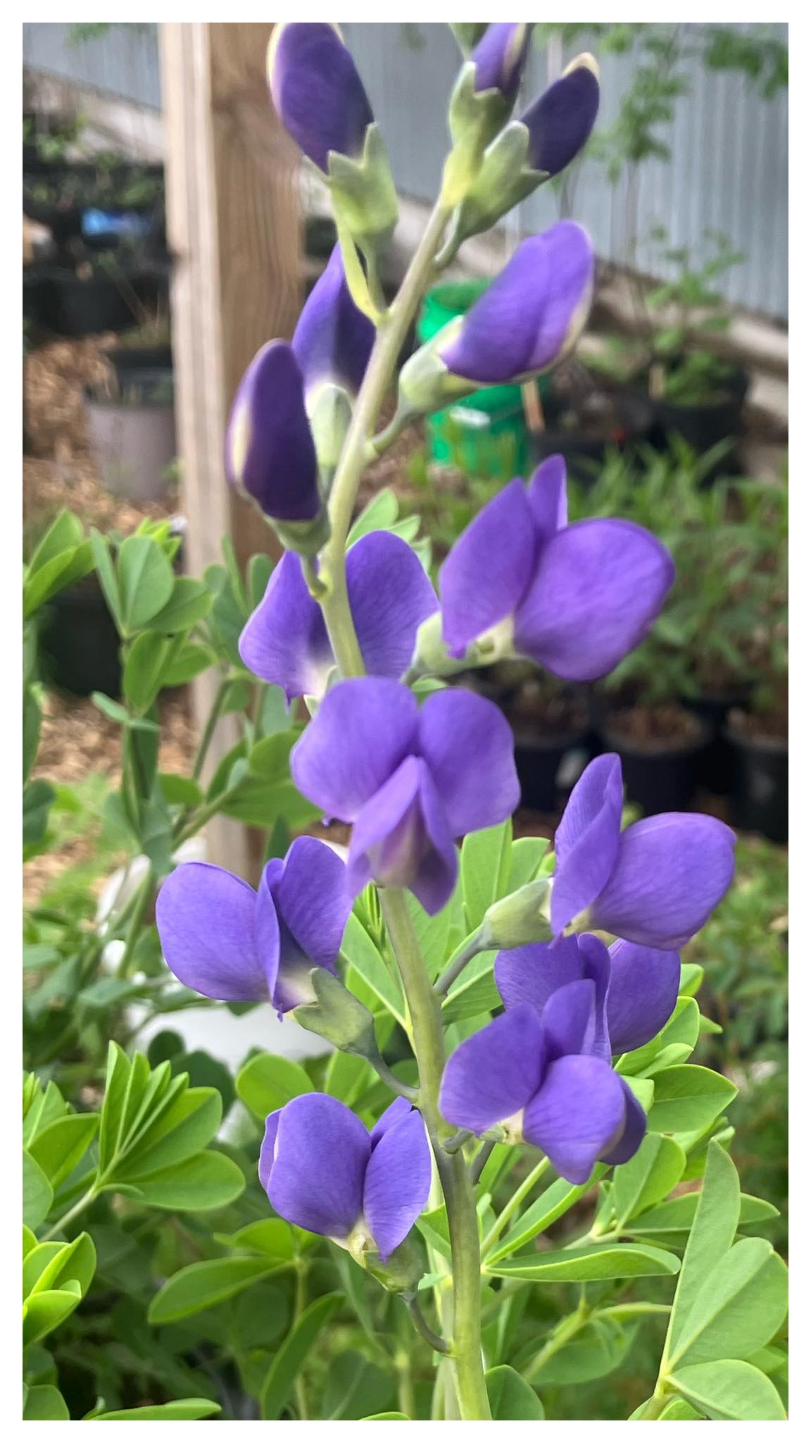 Sweet Green Arbor Services and Sweet Green Natives