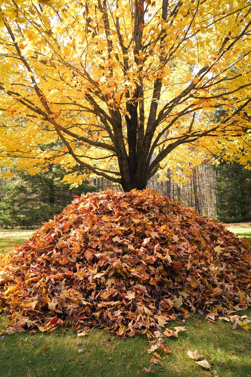 Smart Lawn Care Solutions LLC
