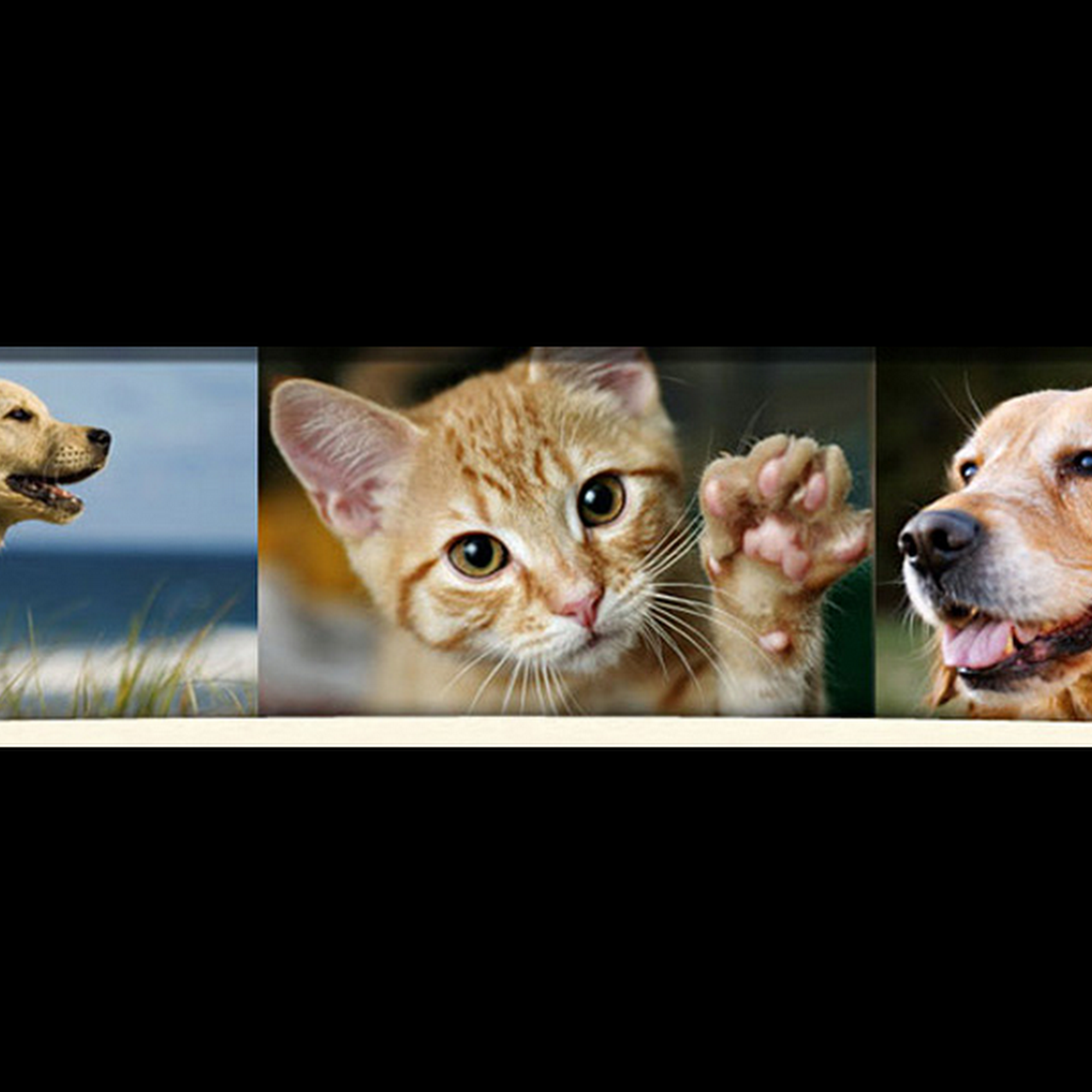 Town & Country Veterinary Clinic Fort Dodge