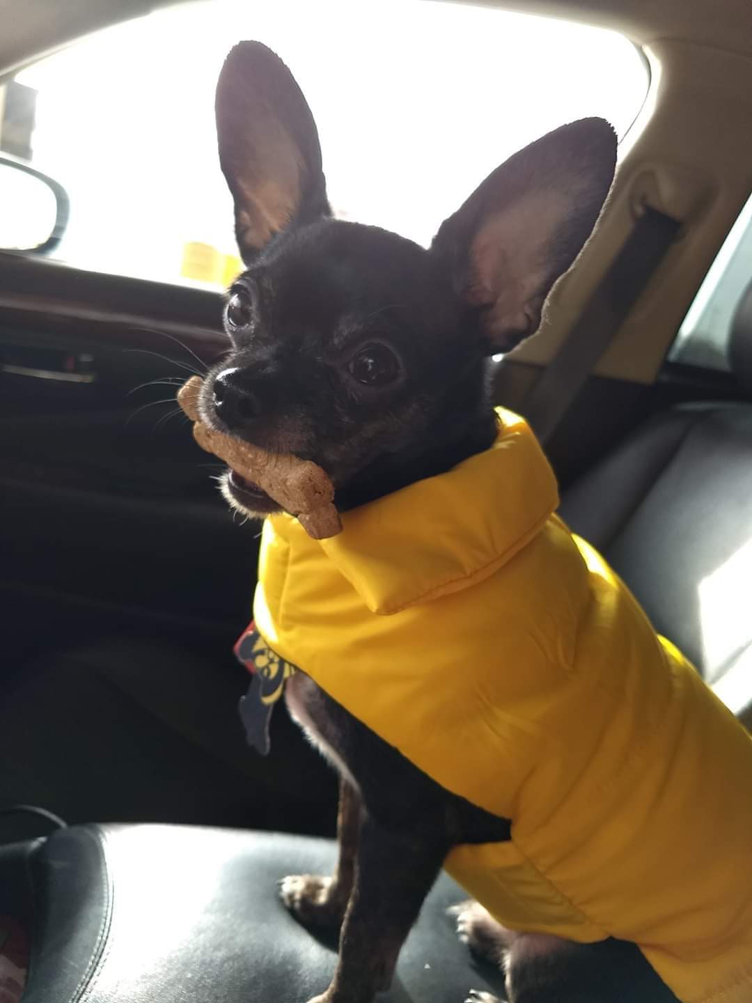 Holm Animal Hospital Fort Dodge