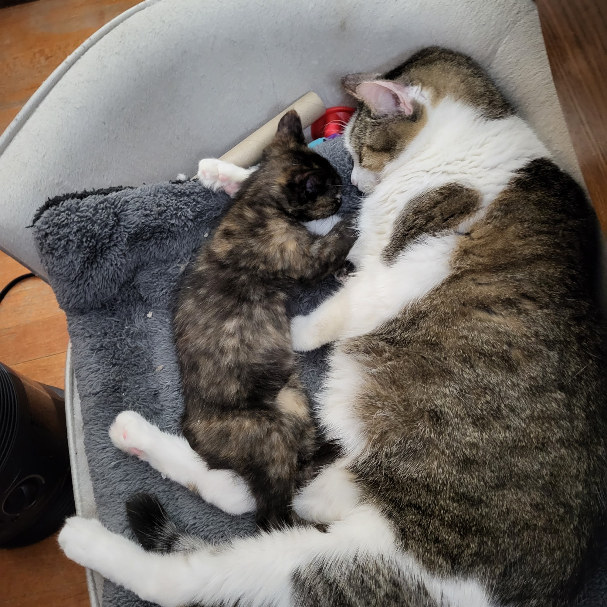 East Lawn Animal Hospital Fort Dodge