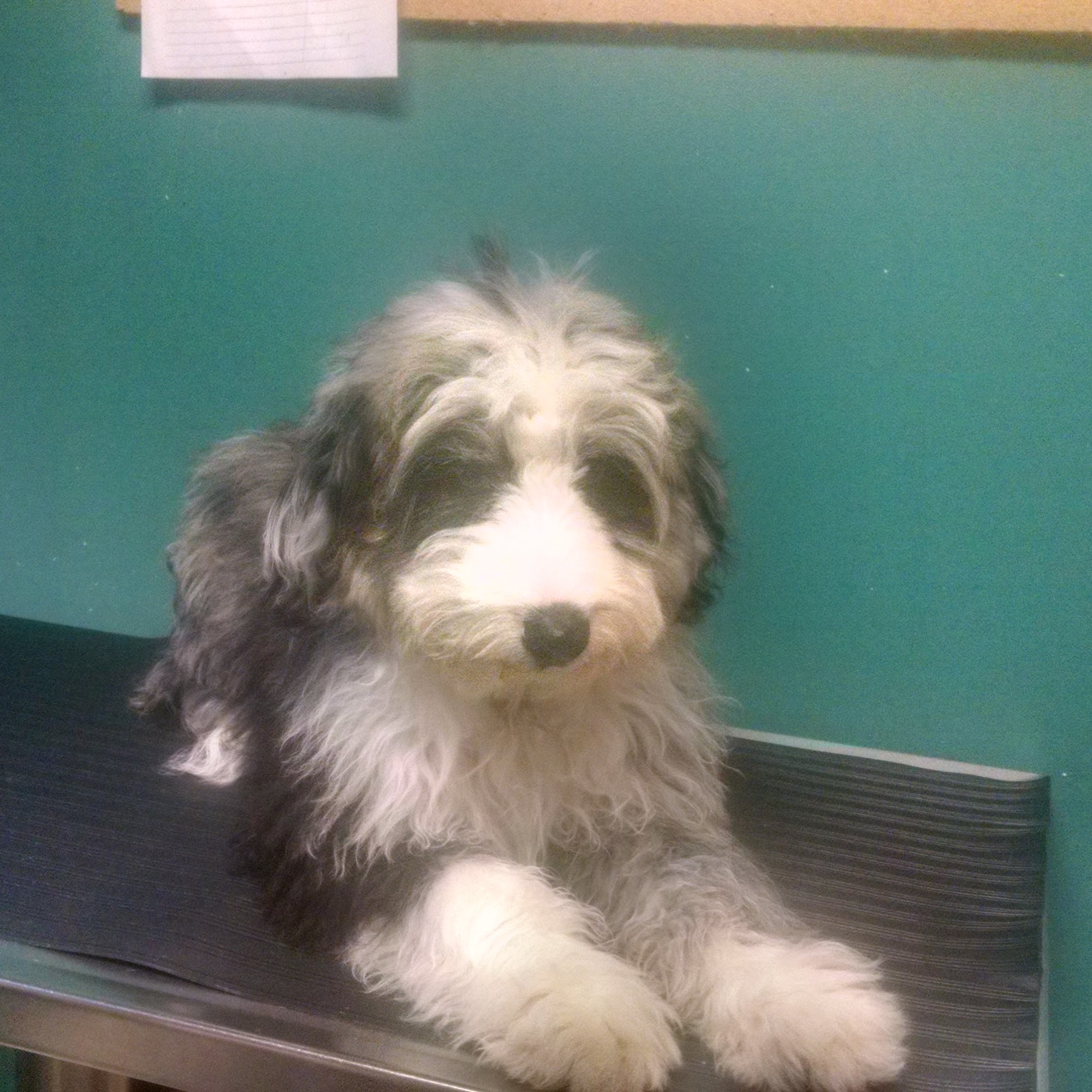 Family Pet Medical Center Fort Dodge