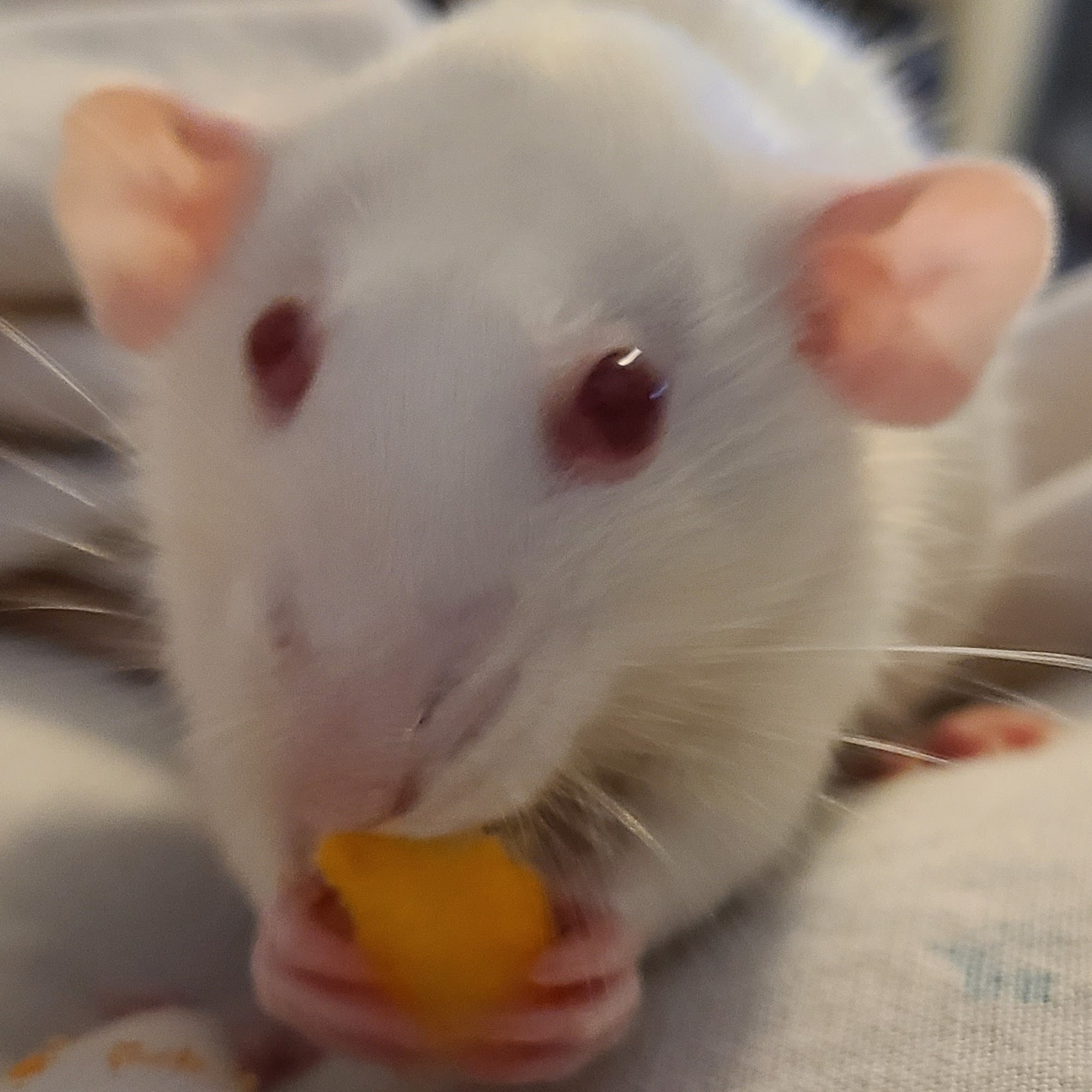 Hentzel Marlin D DVM Fort Madison