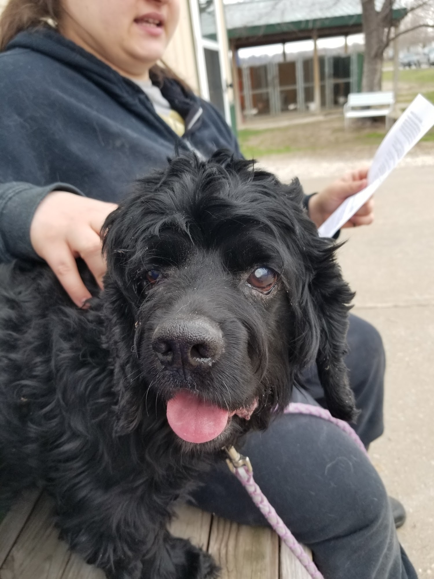 PAW Animal Shelter Fort Madison