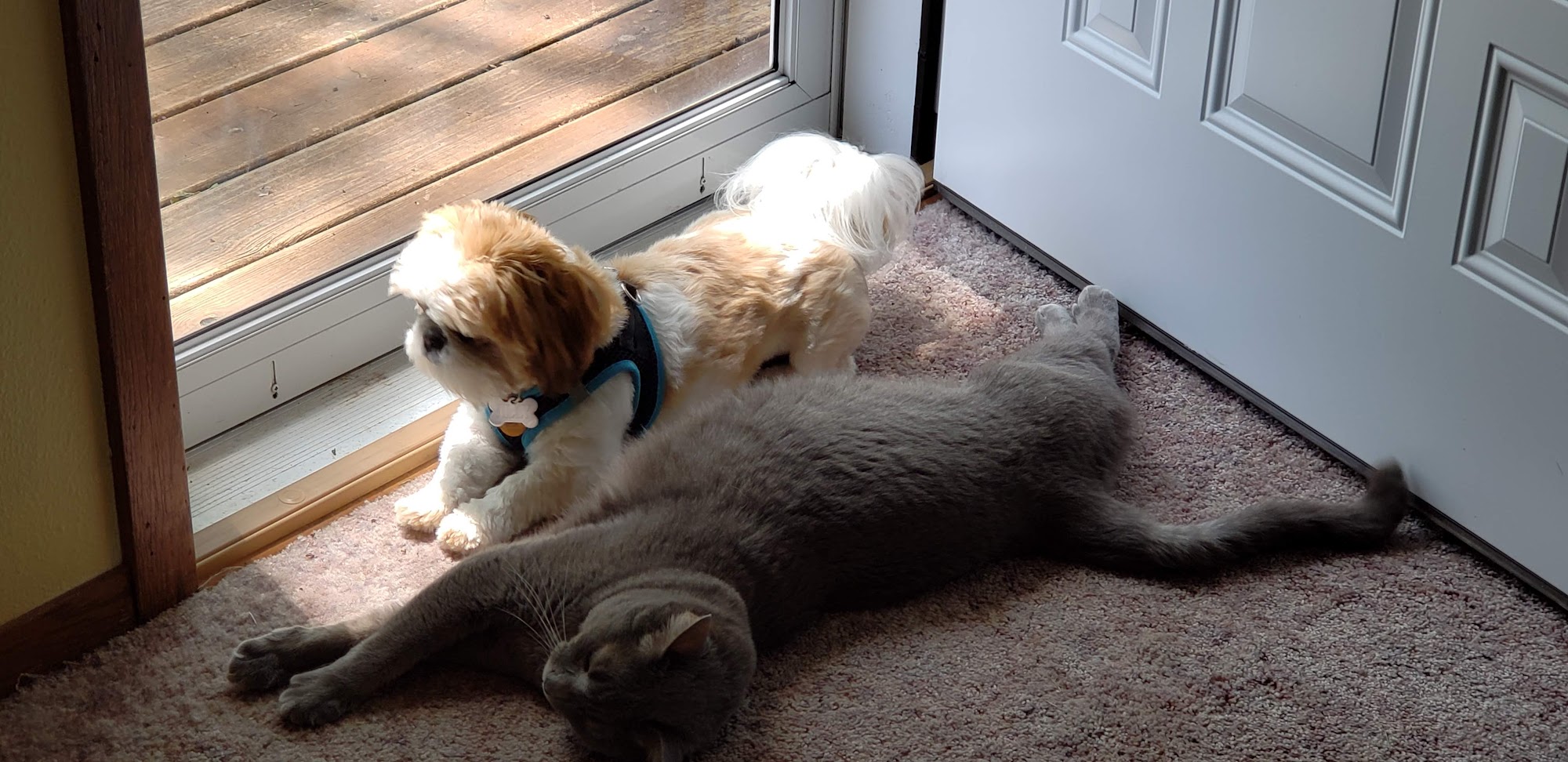 All Pets Veterinary Hospital Grinnell