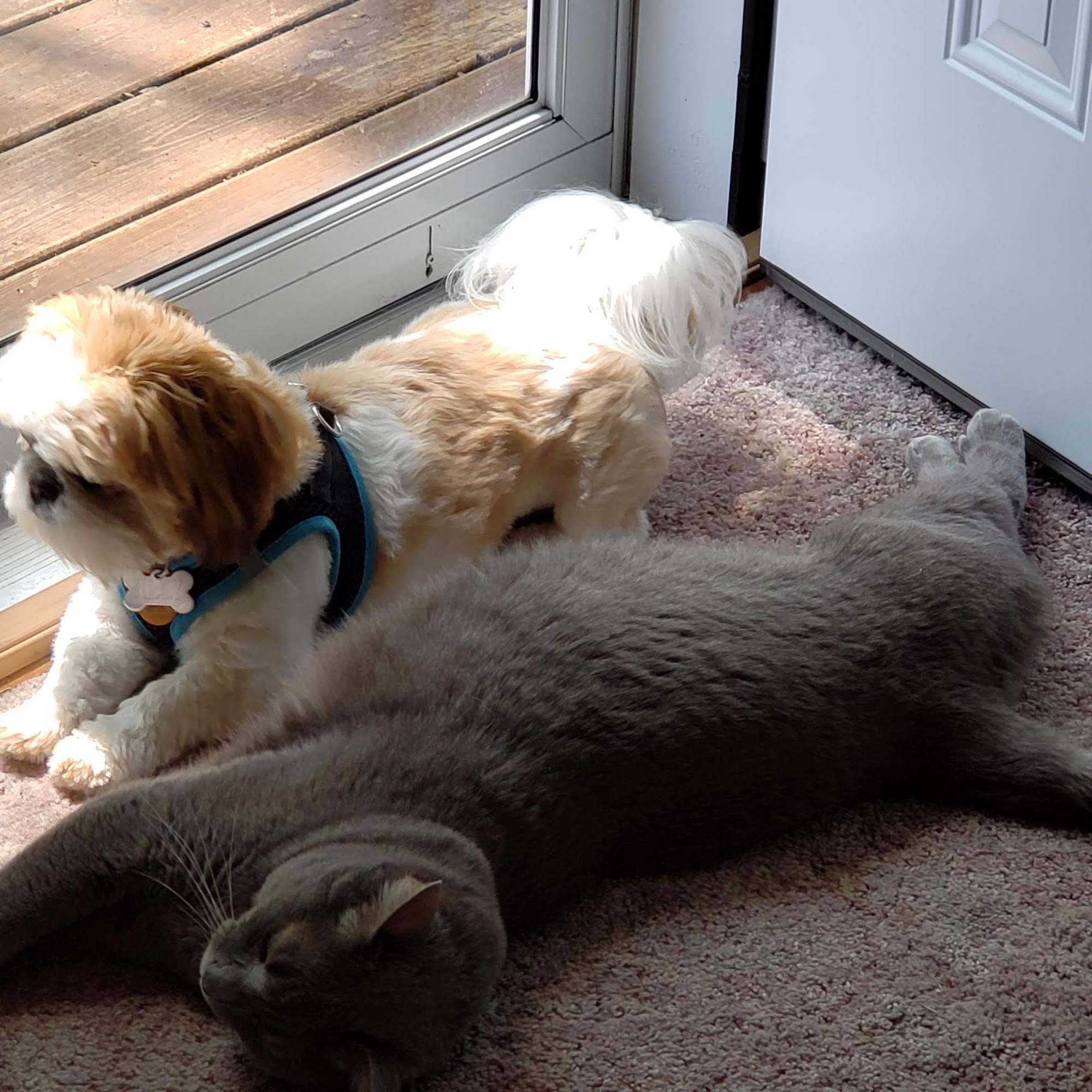 All Pets Veterinary Hospital Grinnell