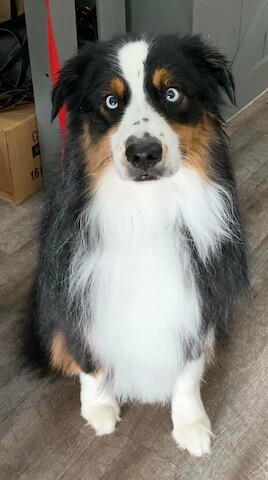 Hair Of The Dog Grinnell