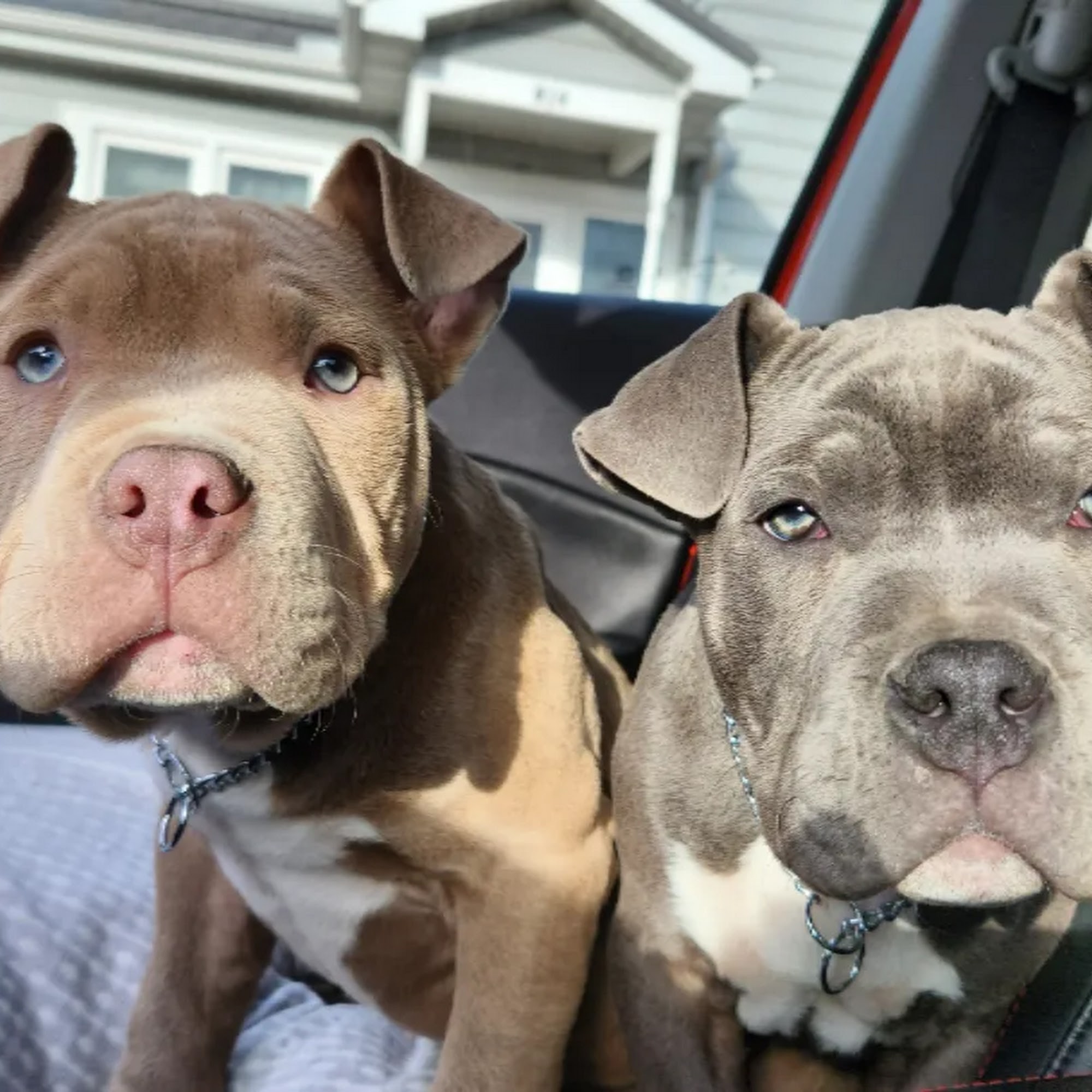 Guttenberg Veterinary Clinic Guttenberg