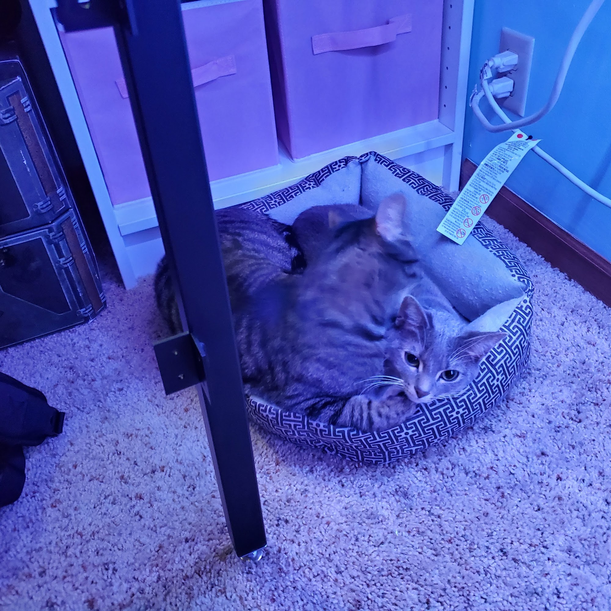 Harlan Veterinary Associates Harlan