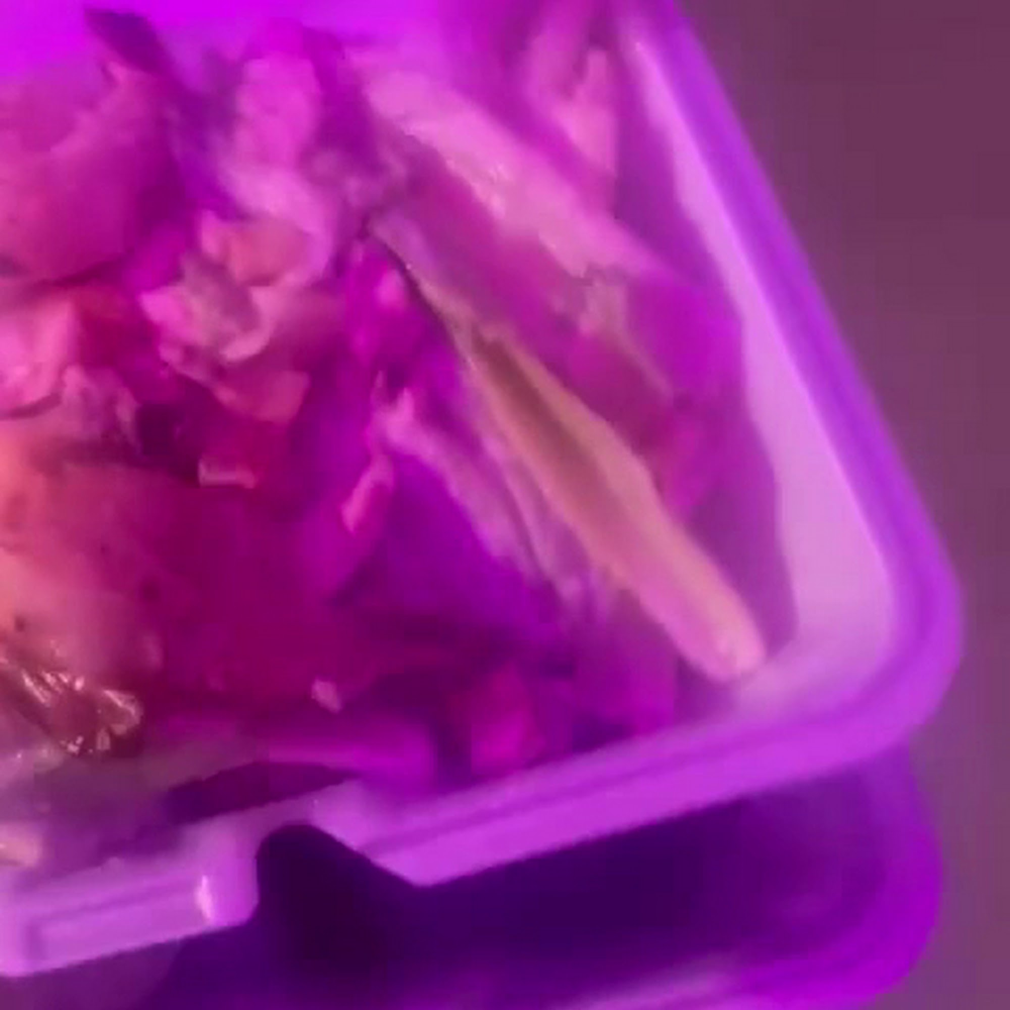 The Purple Door Harlan