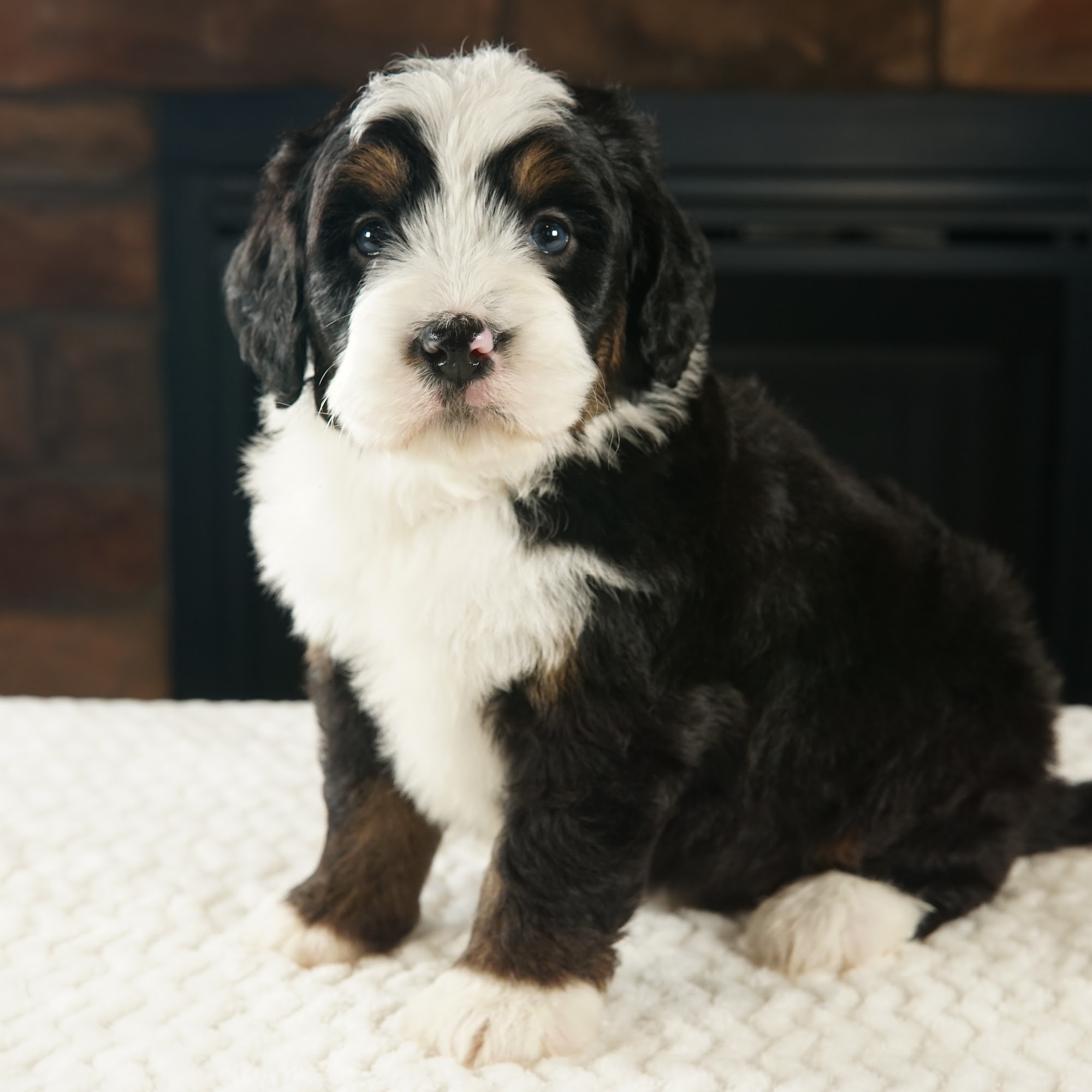 Rolling Hills Puppies 2843 Hickory Ave, Hull Iowa 51239