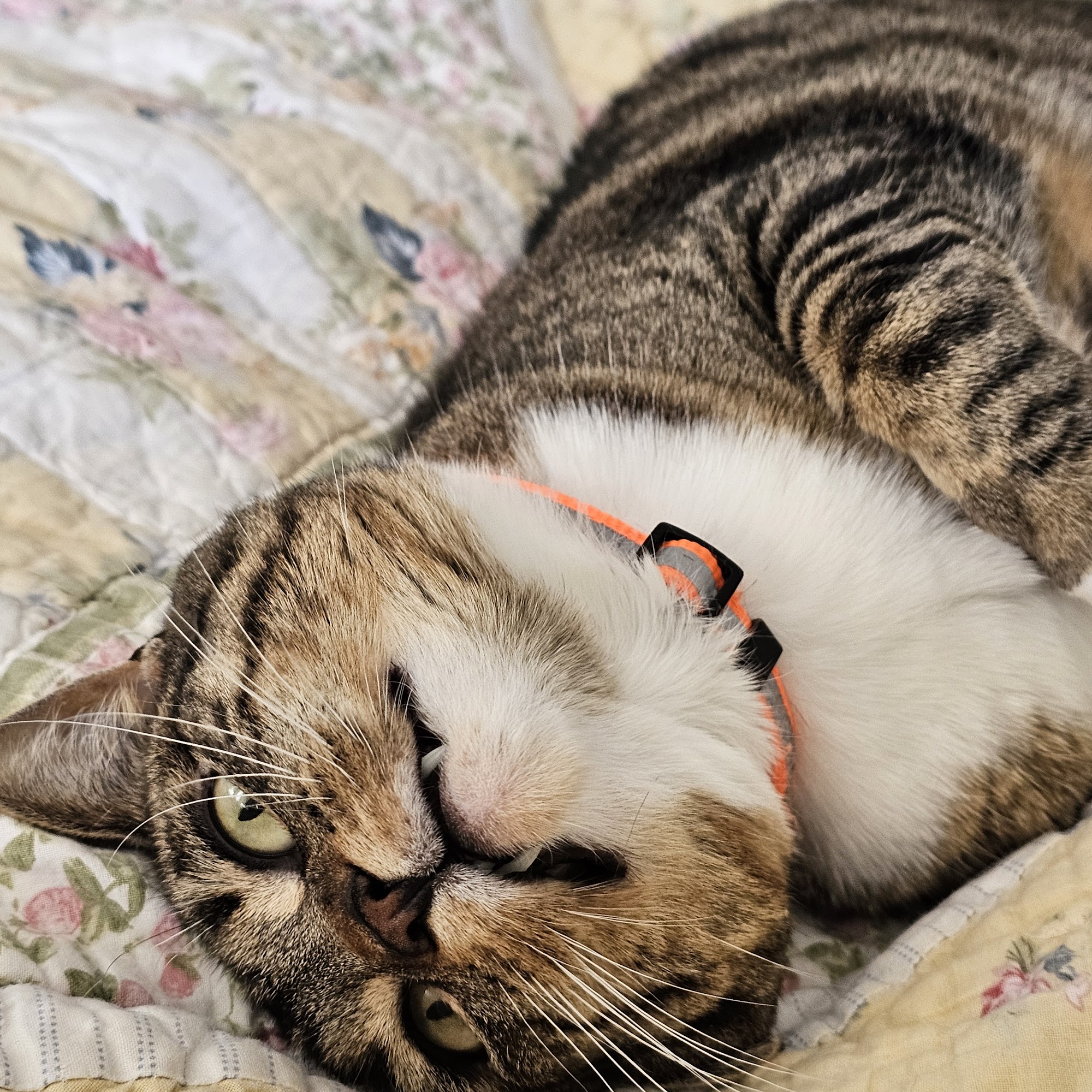 Independence Veterinary Clinic Independence